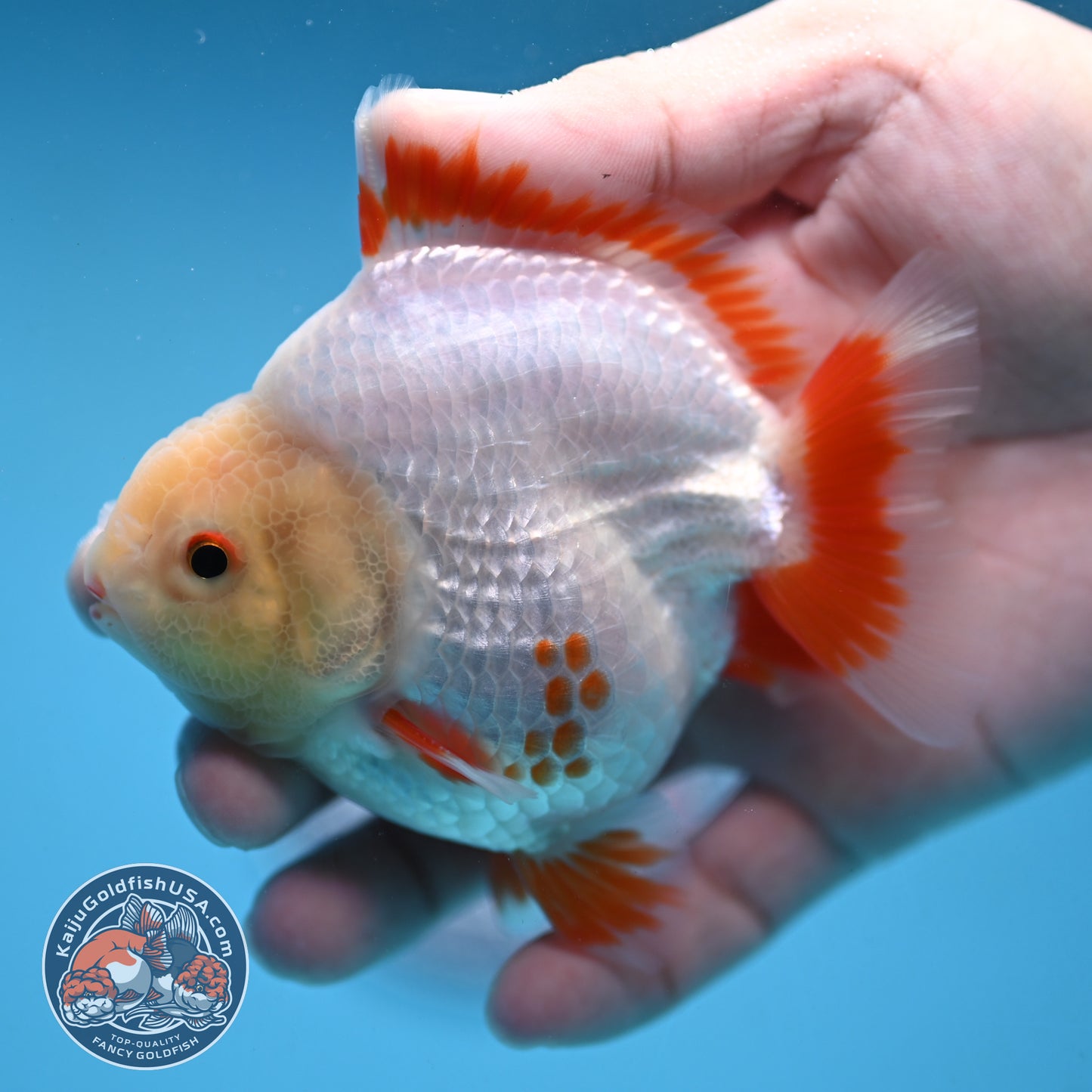 Deer Spot Red White Oranda 3 inch Body (251024_OR05)