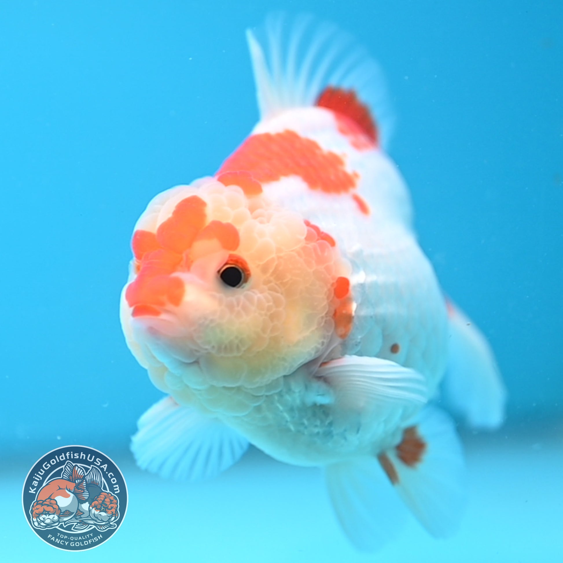Deer Spot Red White Oranda 3.5 inch Body (251024_OR06)