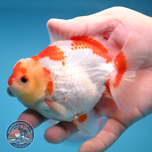 Deer Spot Red White Oranda 3.5 inch Body (251024_OR06)