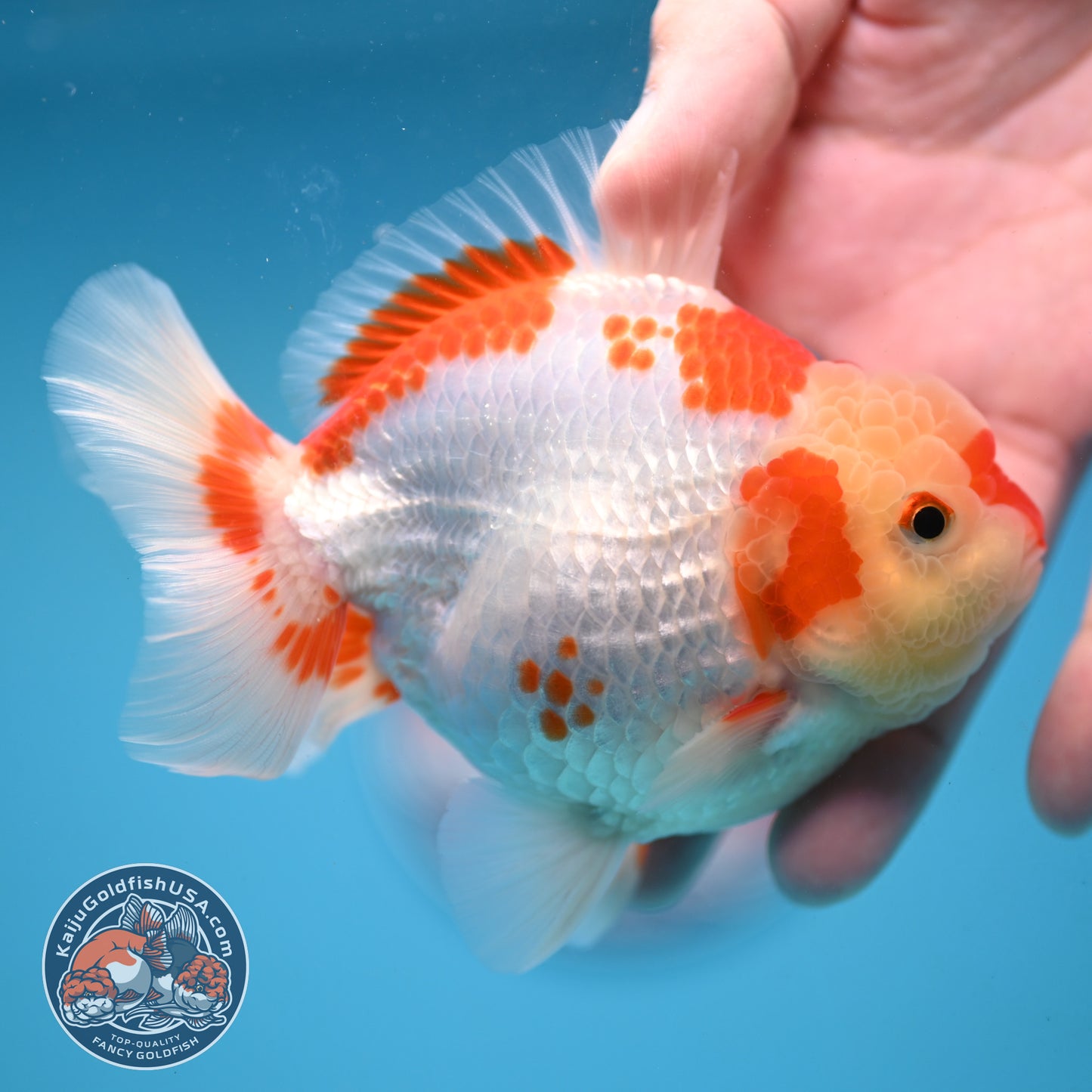 Deer Spot Red White Oranda 3.5 inch Body (251024_OR06)
