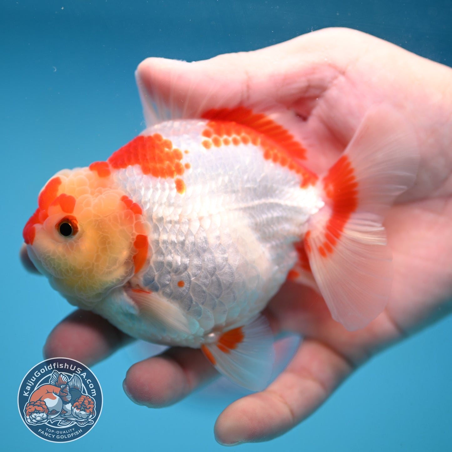 Deer Spot Red White Oranda 3.5 inch Body (251024_OR06)