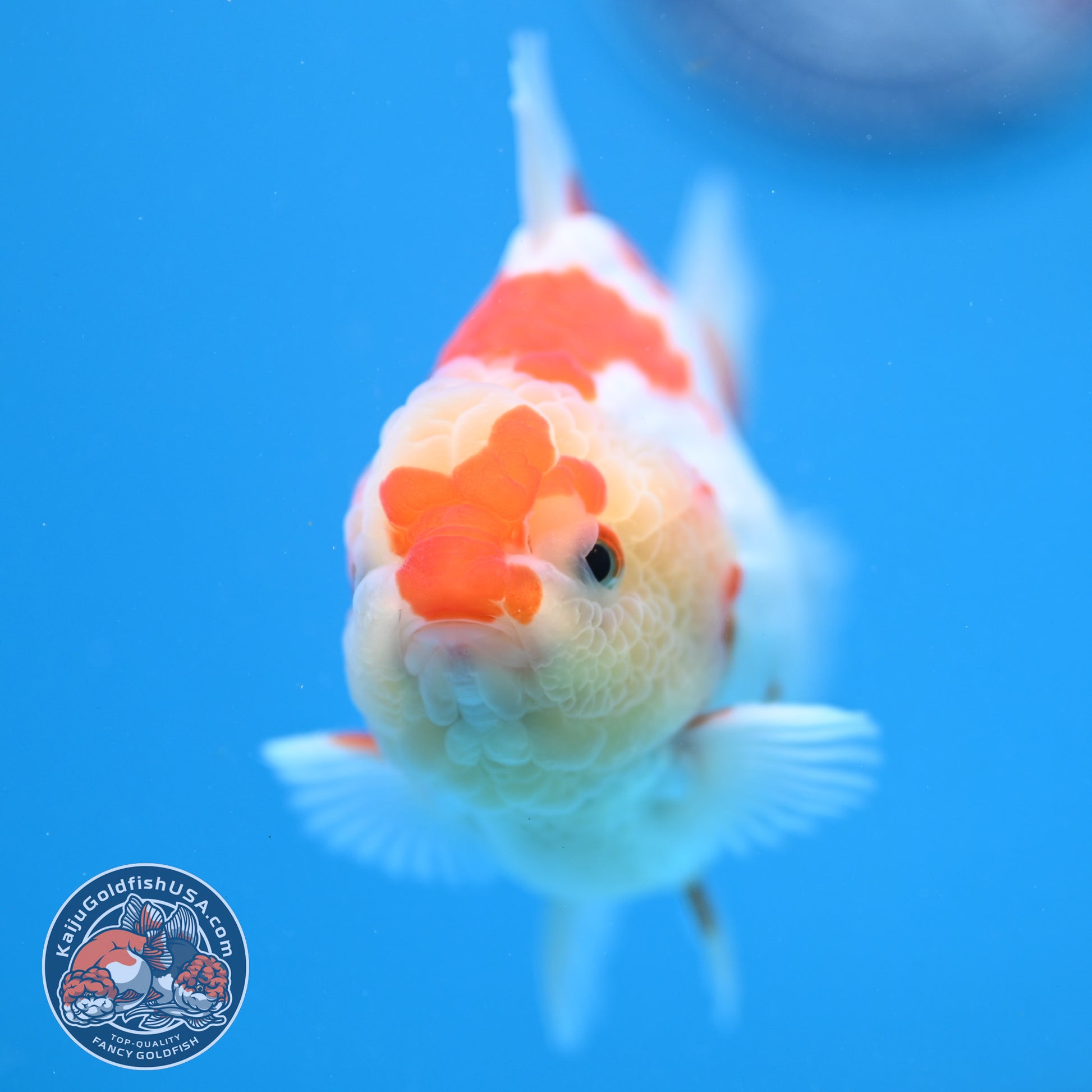 Deer Spot Red White Oranda 3.5 inch Body (251024_OR06)