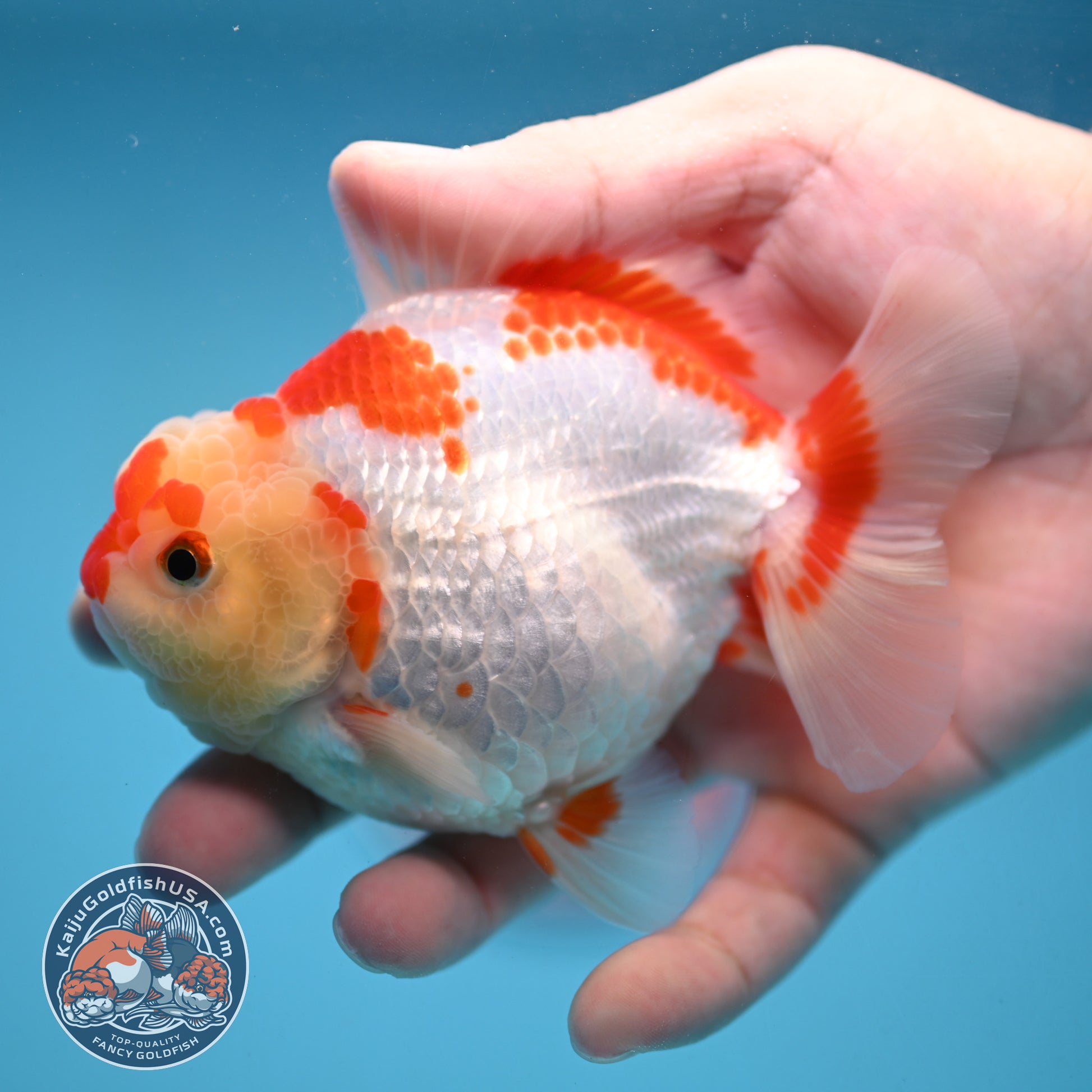 Deer Spot Red White Oranda 3.5 inch Body (251024_OR06)