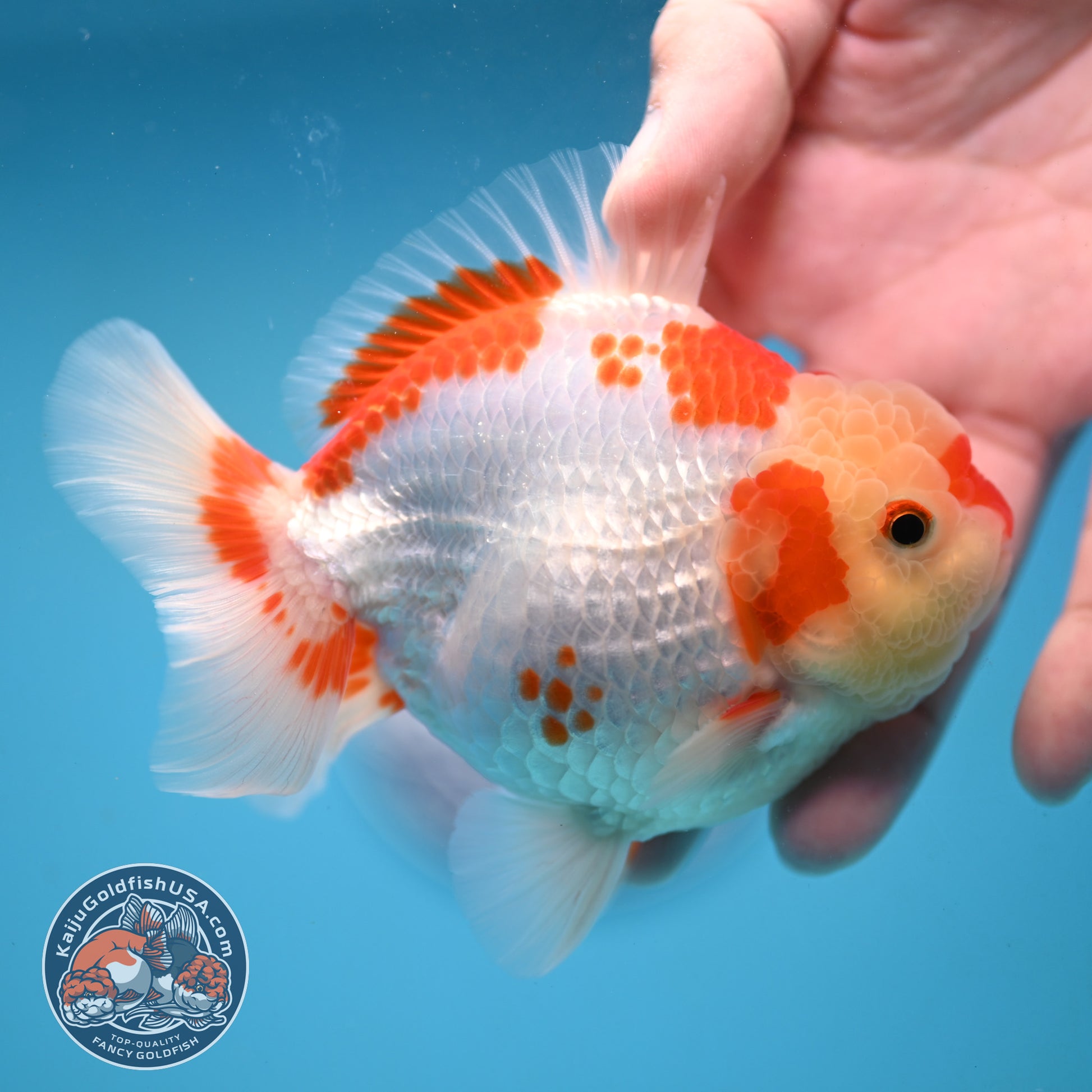 Deer Spot Red White Oranda 3.5 inch Body (251024_OR06)