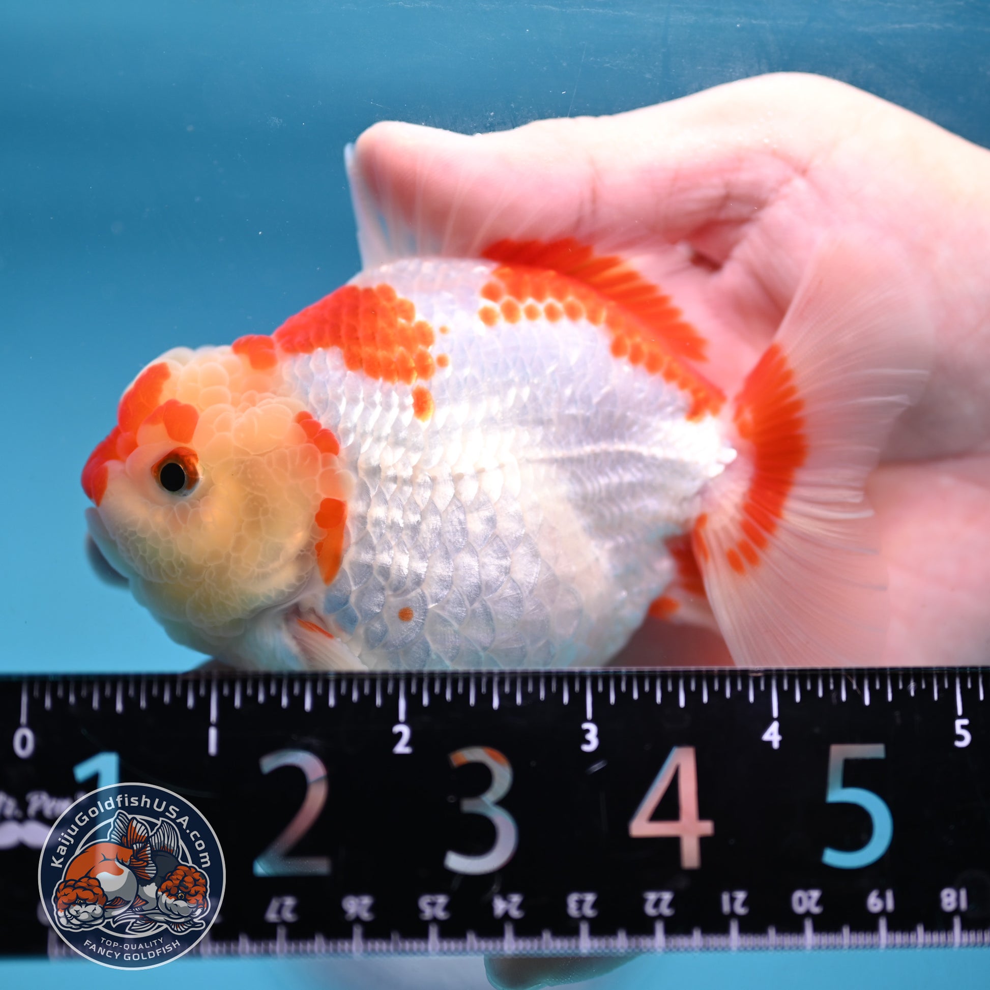 Deer Spot Red White Oranda 3.5 inch Body (251024_OR06)