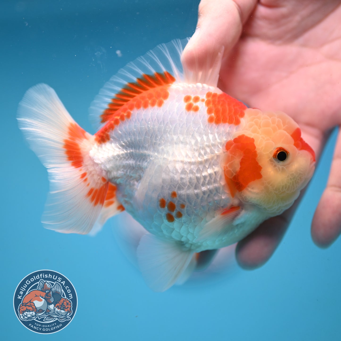 Deer Spot Red White Oranda 3.5 inch Body (251024_OR06)