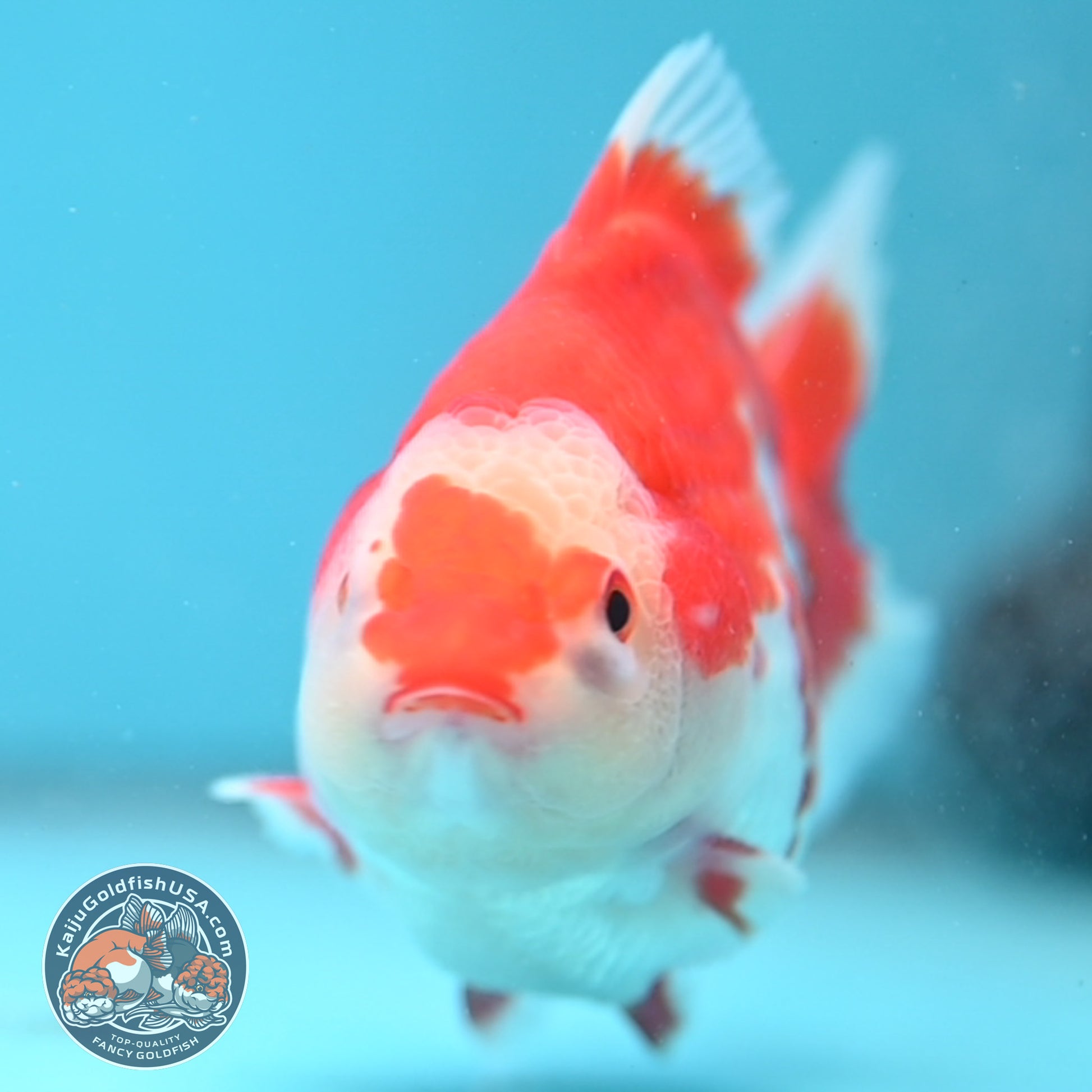 Deer Spot Red White Oranda 3.5 inch Body (251024_OR09)