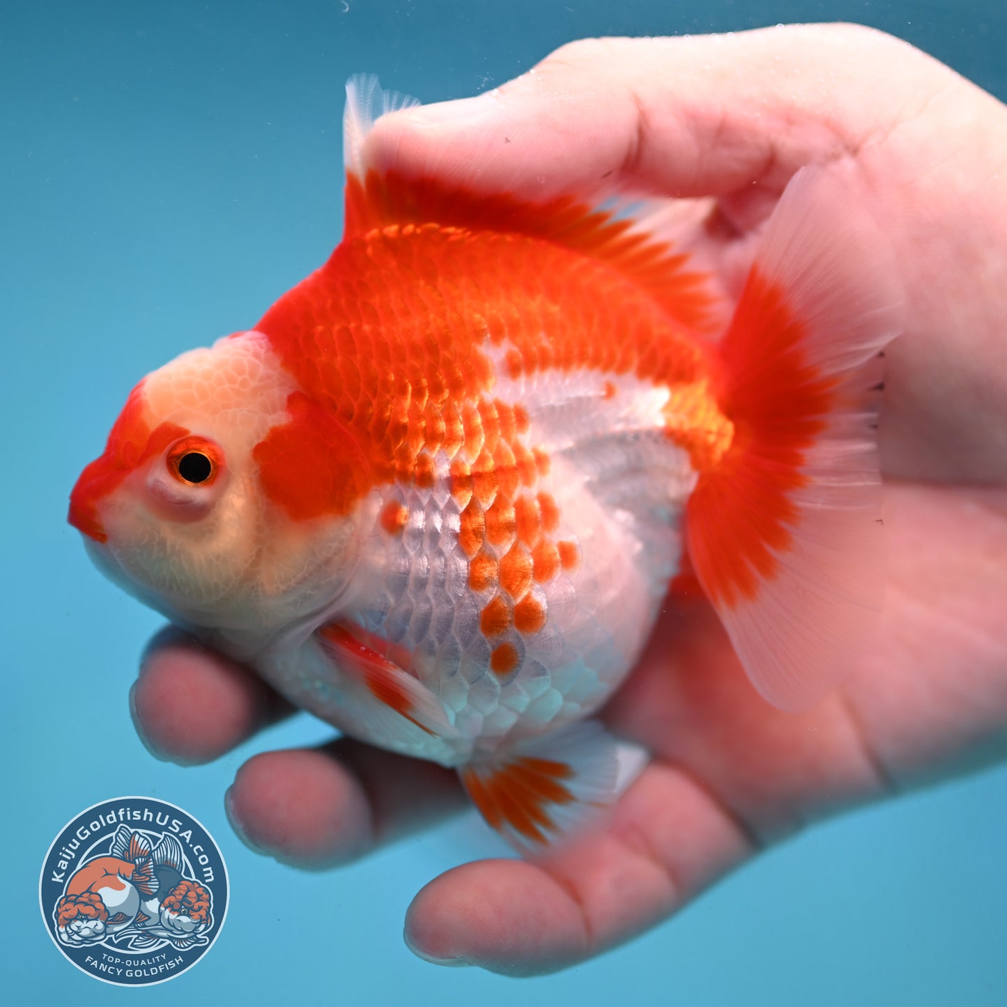 Deer Spot Red White Oranda 3.5 inch Body (251024_OR09)