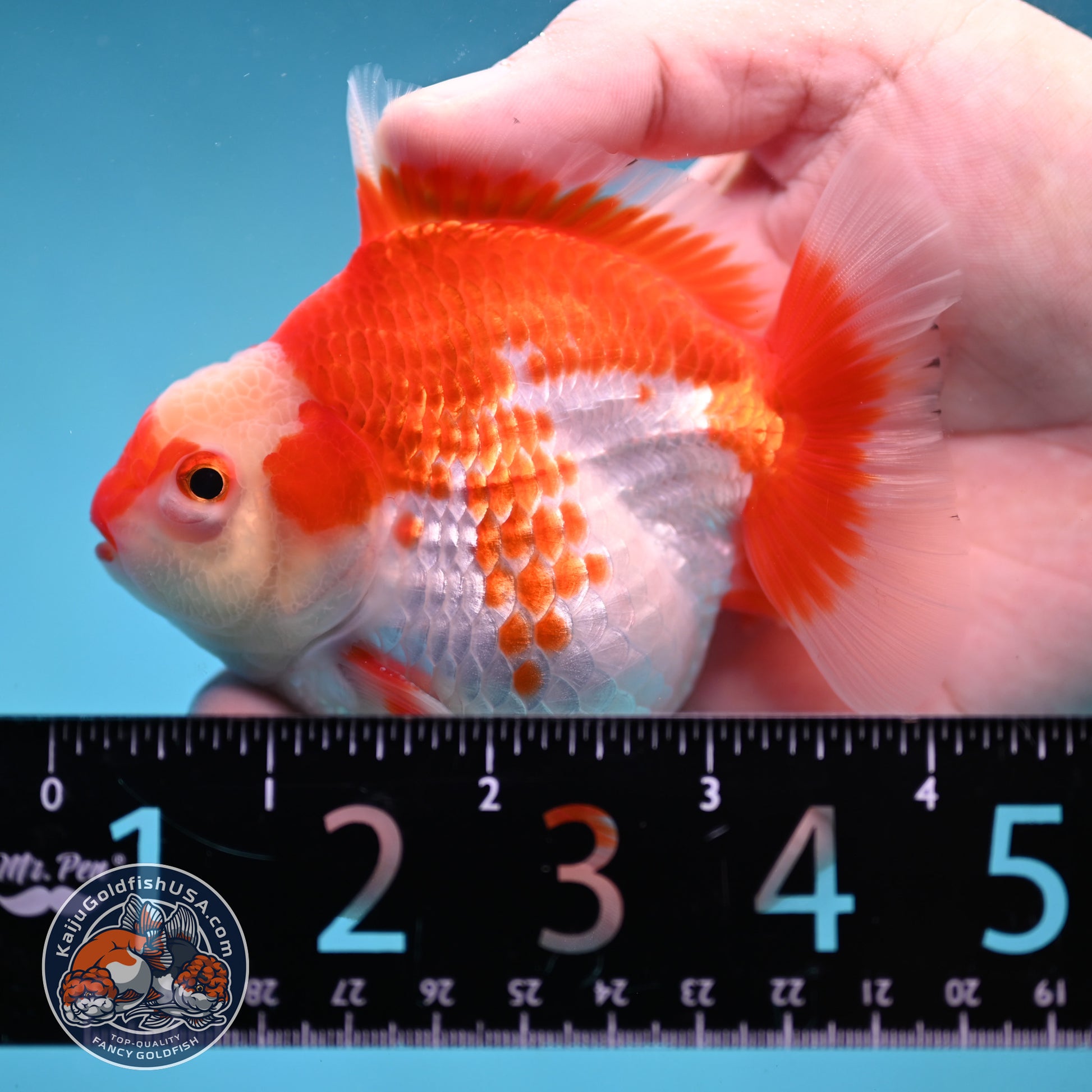 Deer Spot Red White Oranda 3.5 inch Body (251024_OR09)