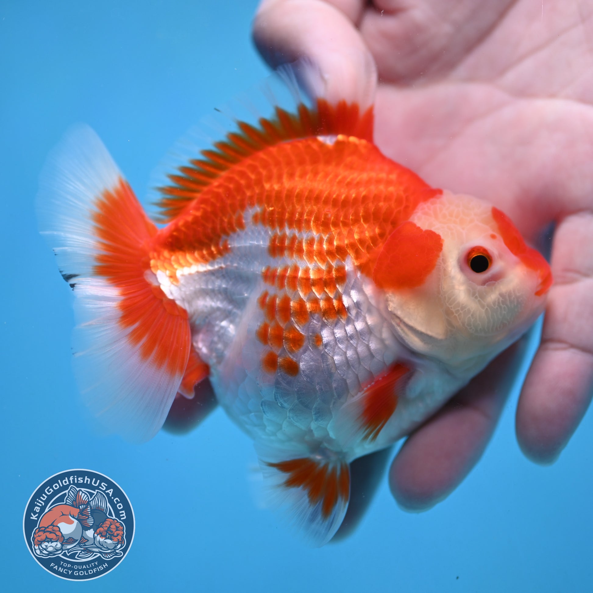 Deer Spot Red White Oranda 3.5 inch Body (251024_OR09)