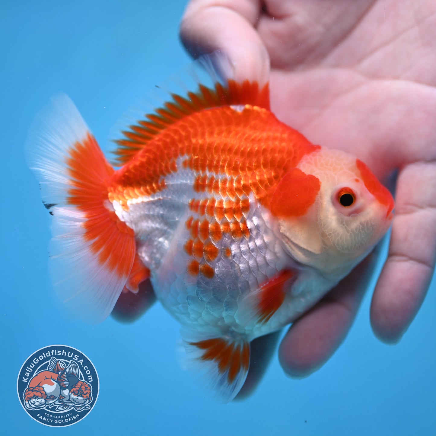 Deer Spot Red White Oranda 3.5 inch Body (251024_OR09)