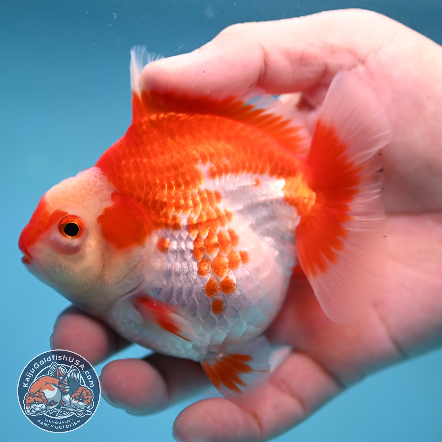 Deer Spot Red White Oranda 3.5 inch Body (251024_OR09)