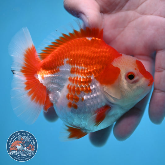 Deer Spot Red White Oranda 3.5 inch Body (251024_OR09)