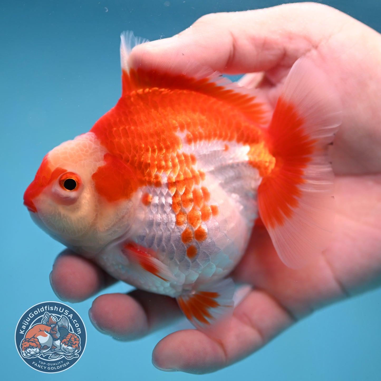 Deer Spot Red White Oranda 3.5 inch Body (251024_OR09)