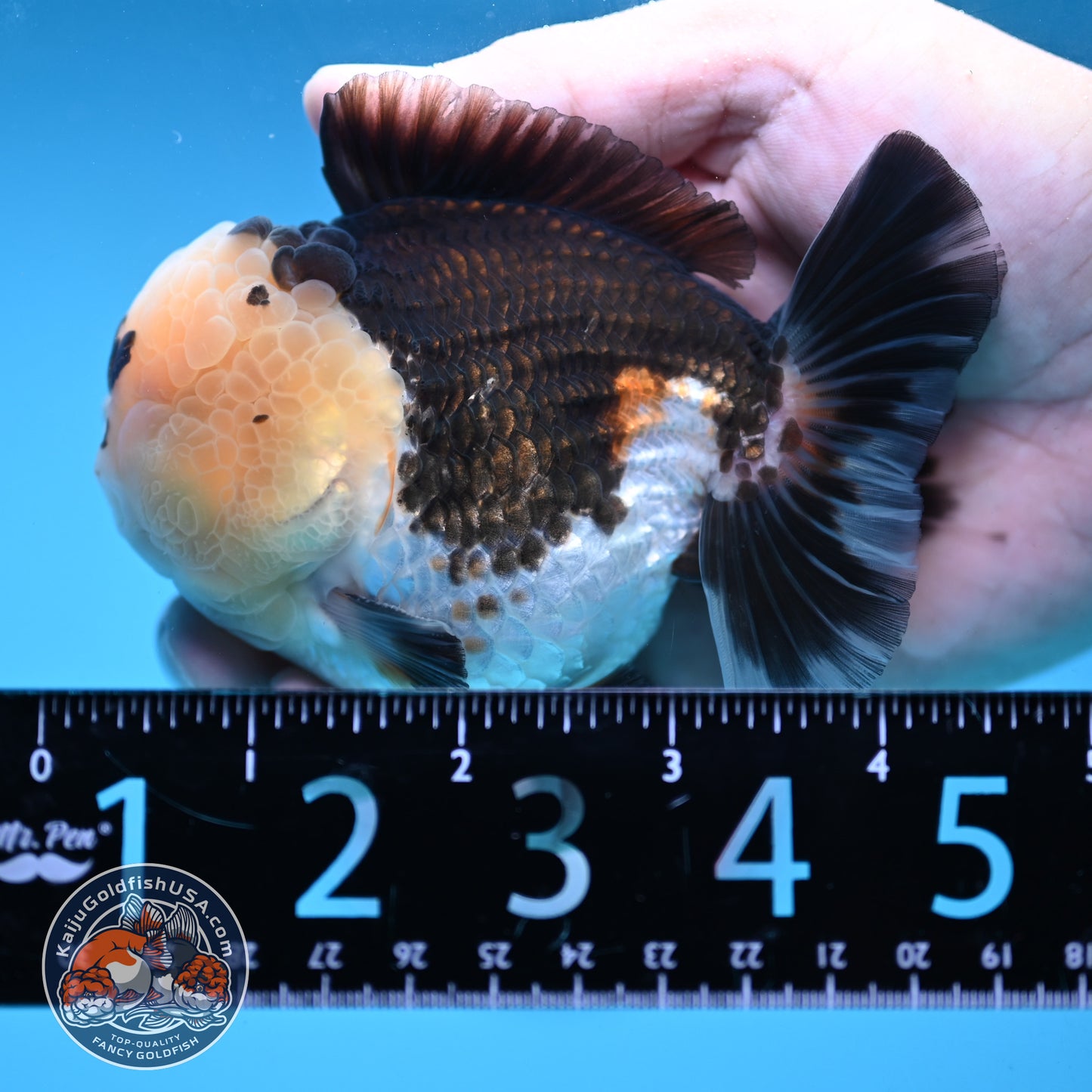 Full Wen Panda Oranda 3.5 inch Body (251024_OR04)