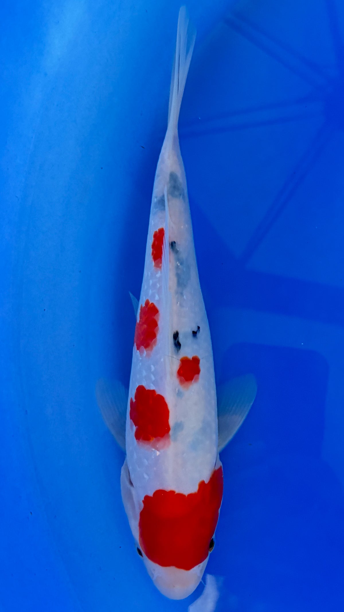 Ginrin Sanke 11 inches (261022_KOI03)