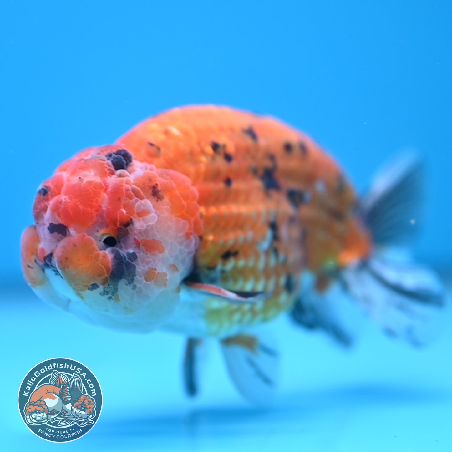 Gold Tiger Ranchu 4 inch Body (251017_RC03)