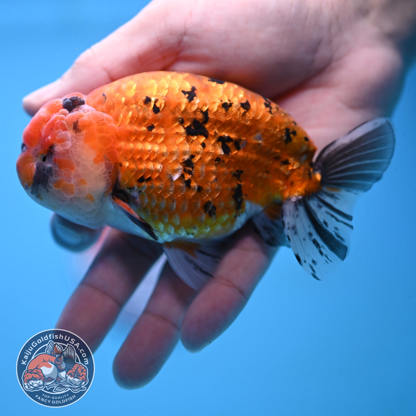 Gold Tiger Ranchu 4 inch Body (251017_RC03)