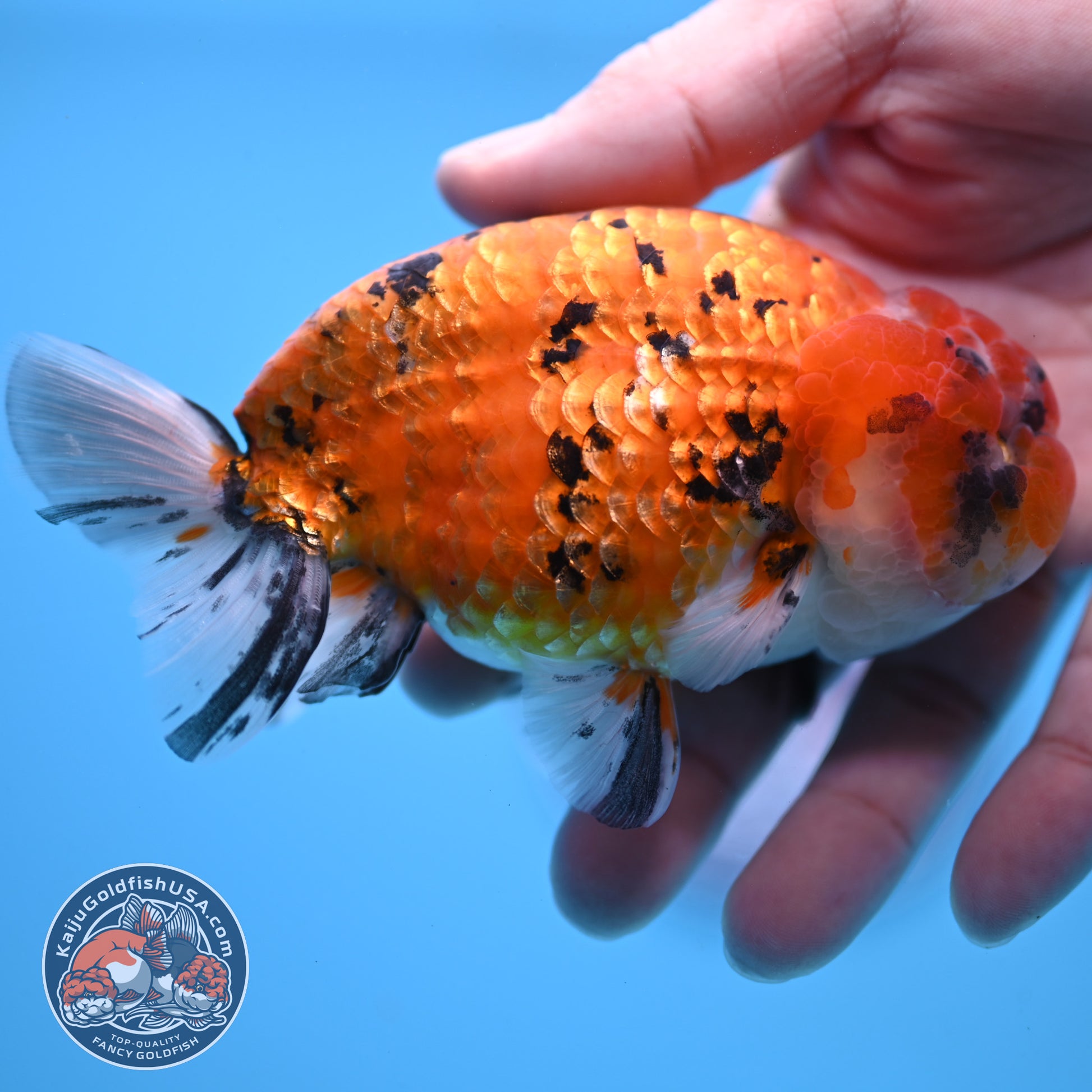 Gold Tiger Ranchu 4 inch Body (251017_RC03)