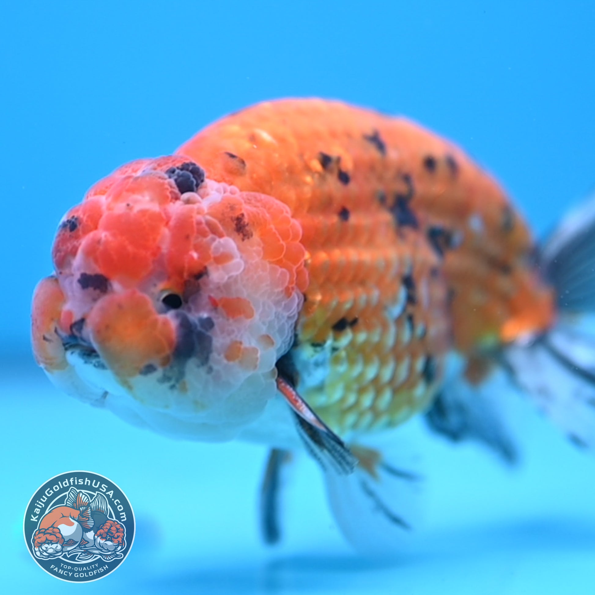 Gold Tiger Ranchu 4 inch Body (251017_RC03)