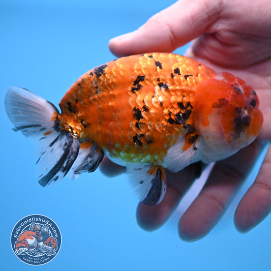 Gold Tiger Ranchu 4 inch Body (251017_RC03)