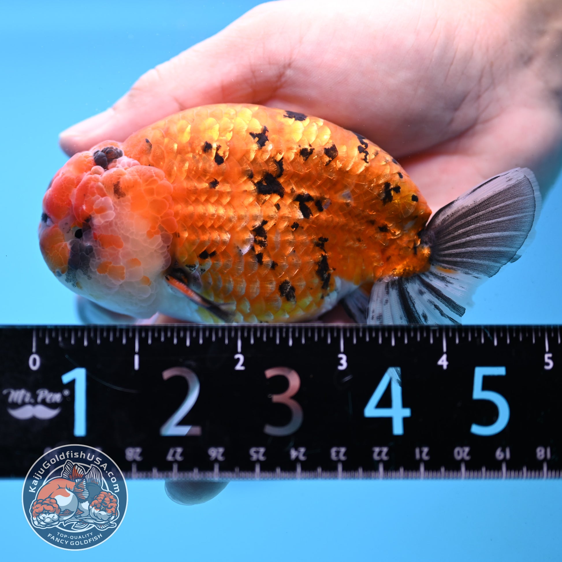 Gold Tiger Ranchu 4 inch Body (251017_RC03)