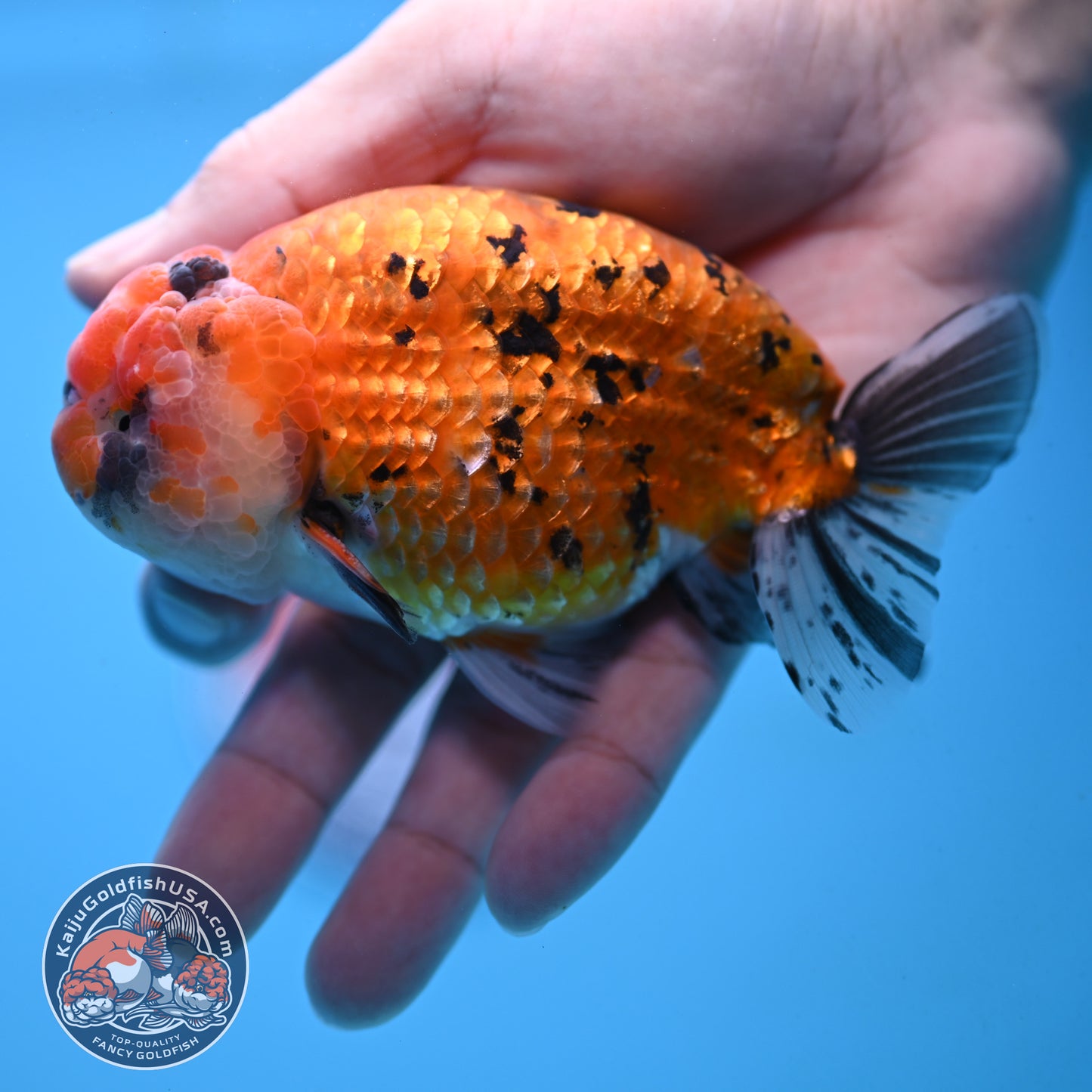 Gold Tiger Ranchu 4 inch Body (251017_RC03)