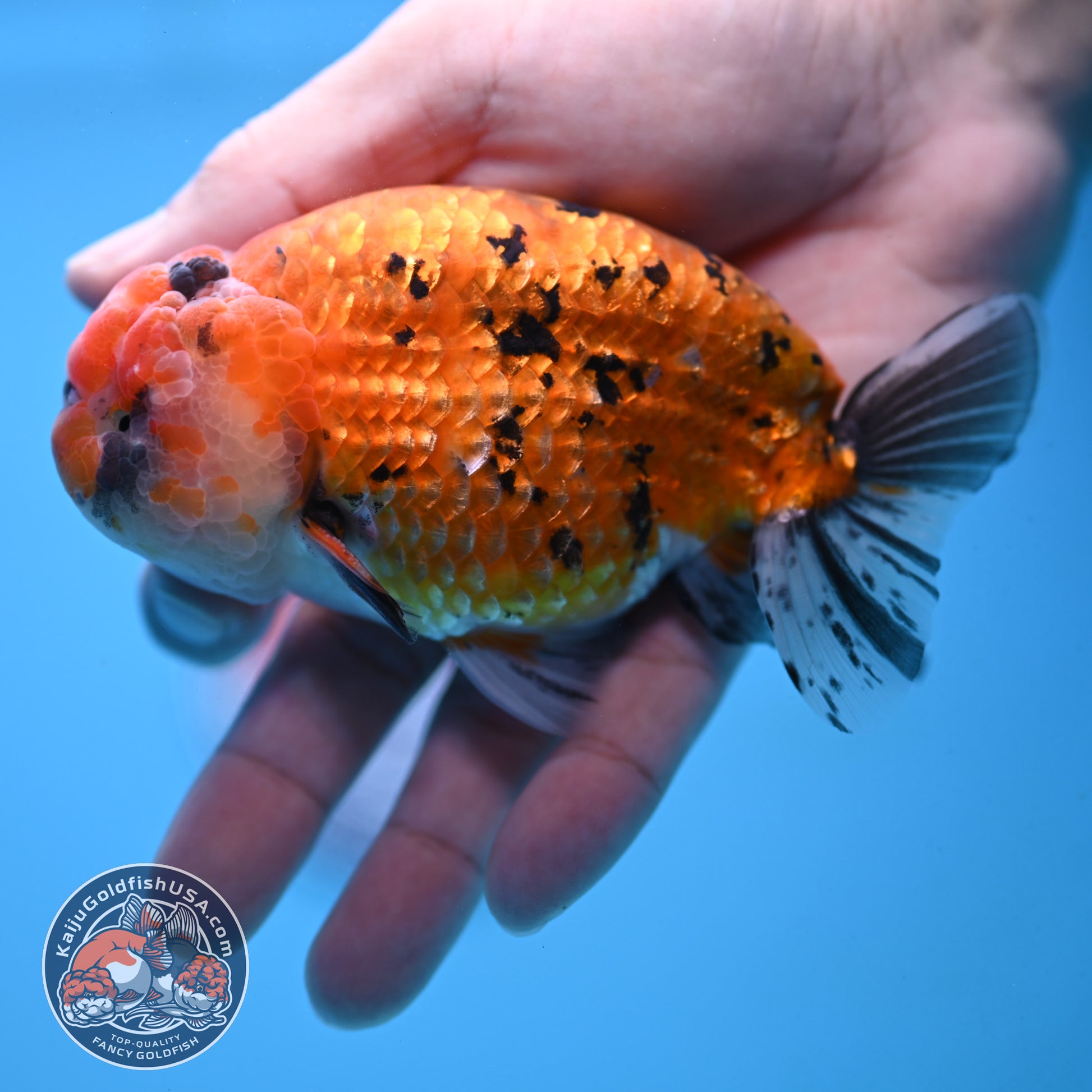 Gold Tiger Ranchu 4 inch Body (251017_RC03)