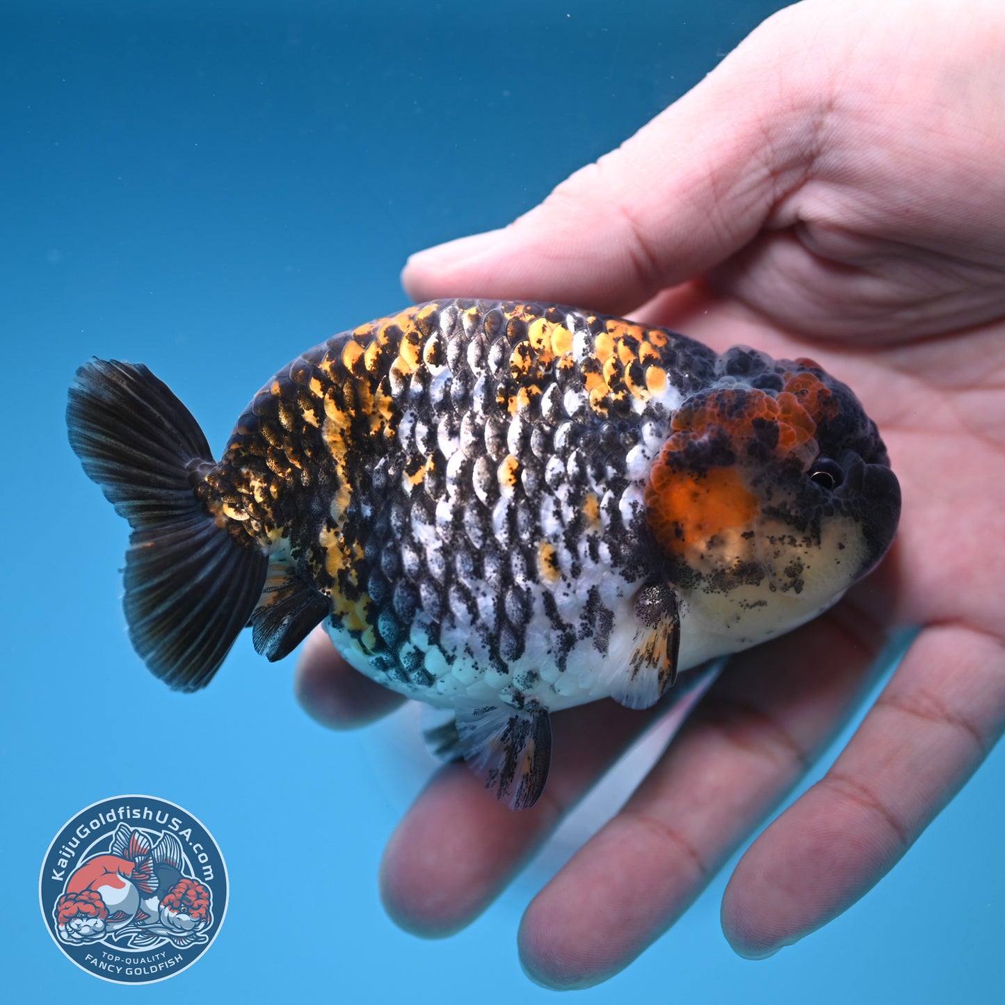 Heavy Ink Tiger Ranchu 3.8 inch Body (251212_RC10)