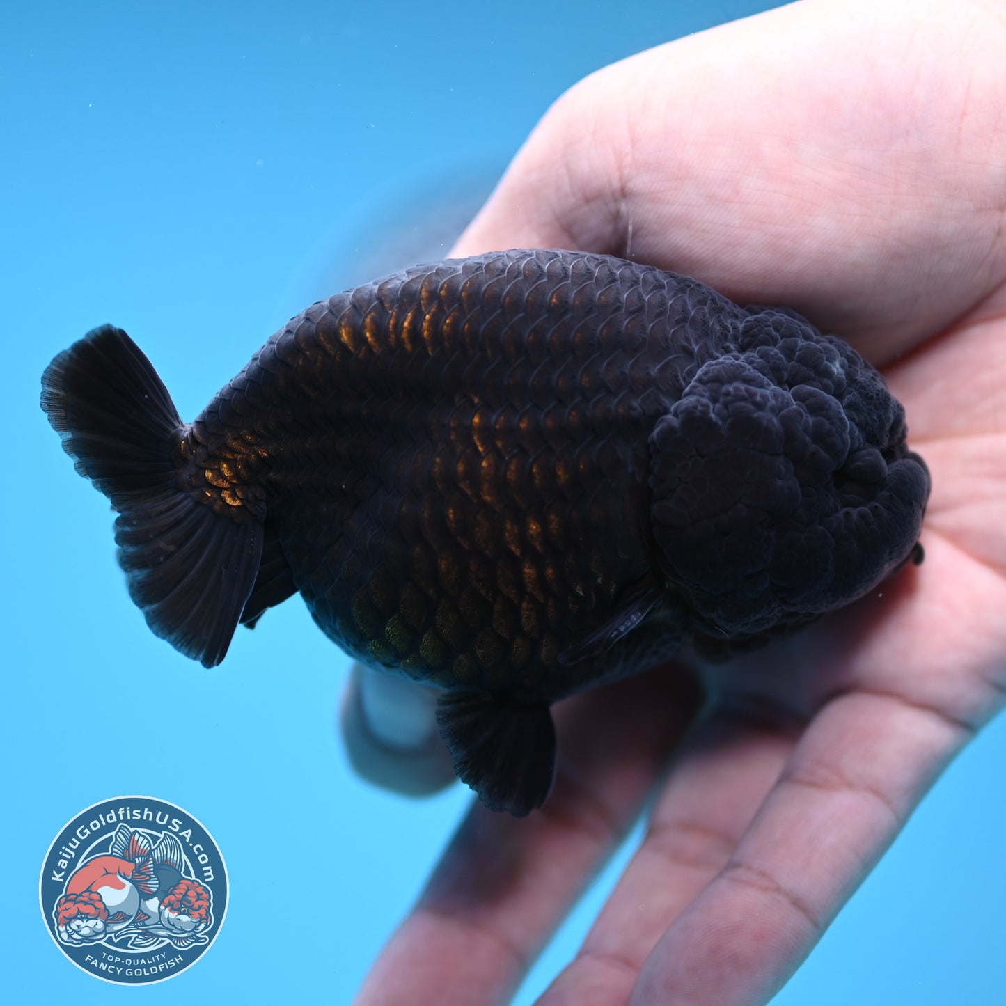 Jet Black Ranchu 3.5 inch Body (251212_RC07)