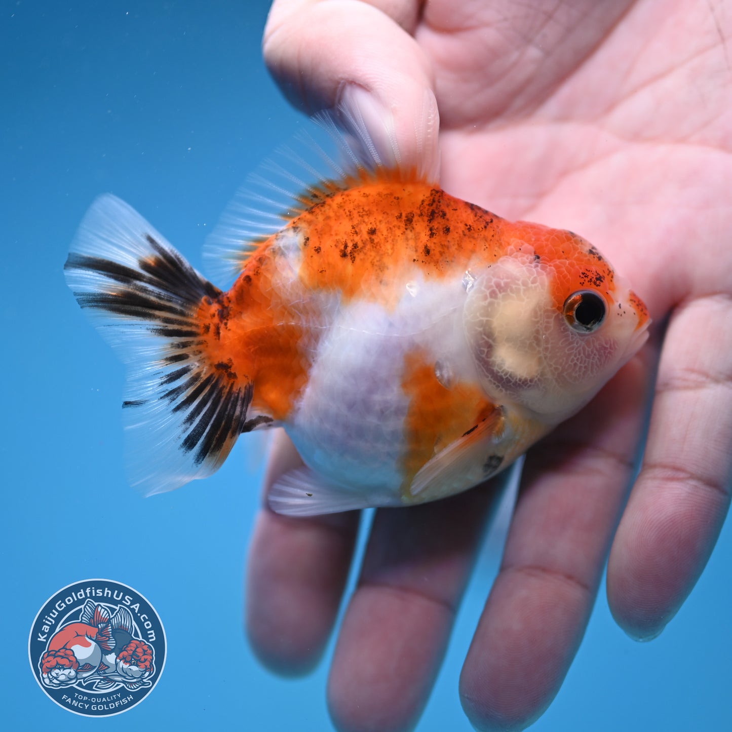 Juvenile Oranda 2.5 inch Body (260116_OR09)