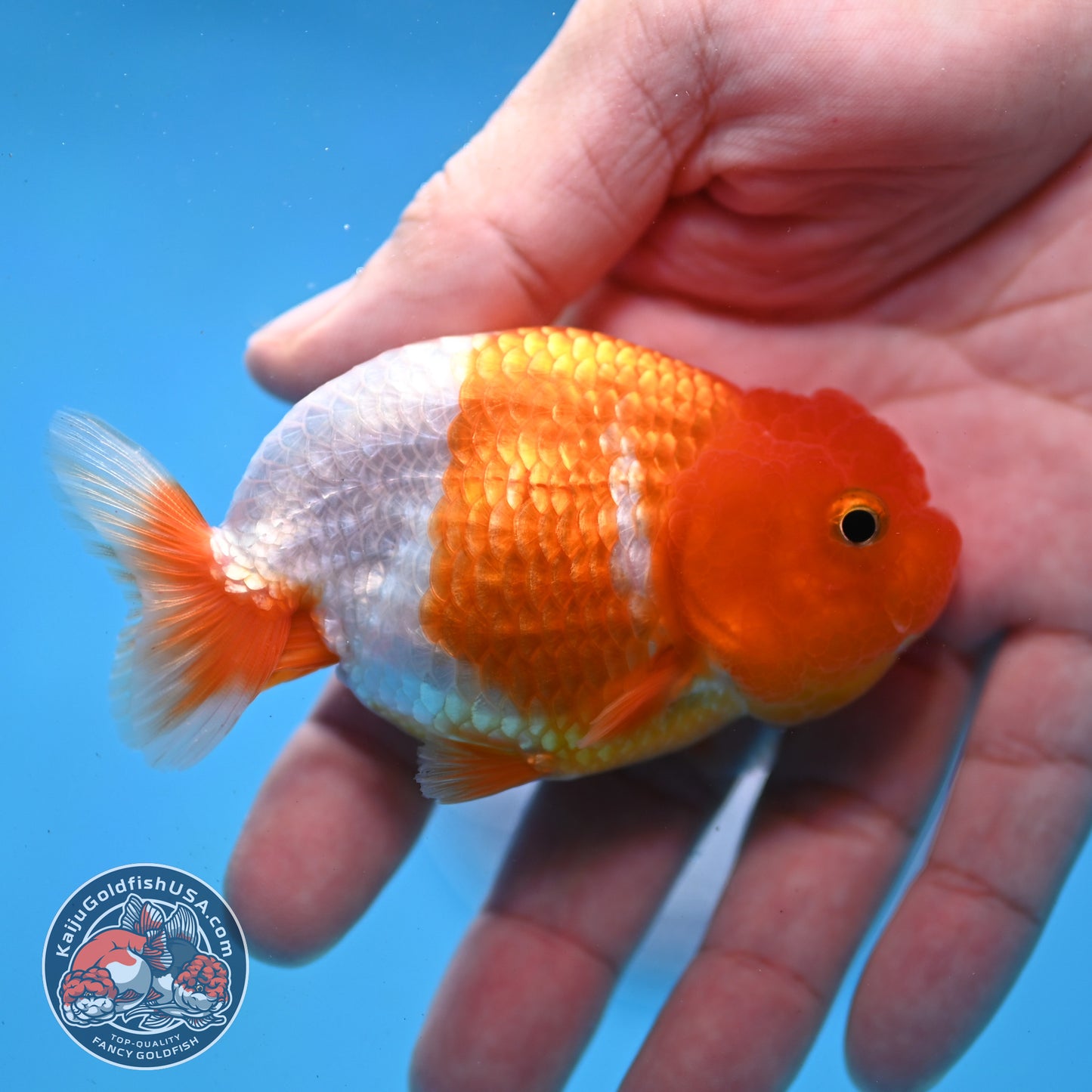 Juvenile Red White Ranchu 3 inch Body (260109_RC01)