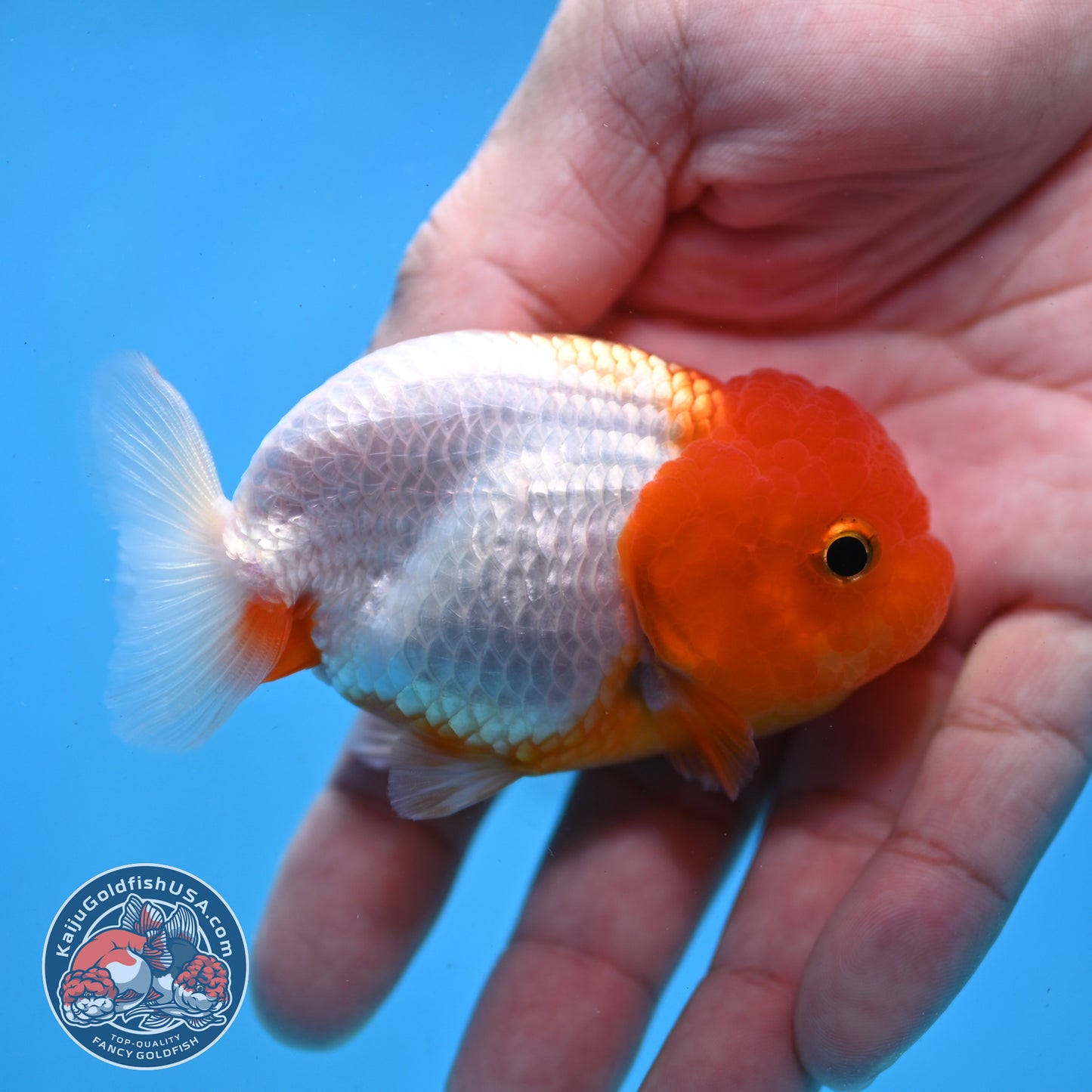Juvenile Red White Ranchu 3 inch Body (260109_RC02)