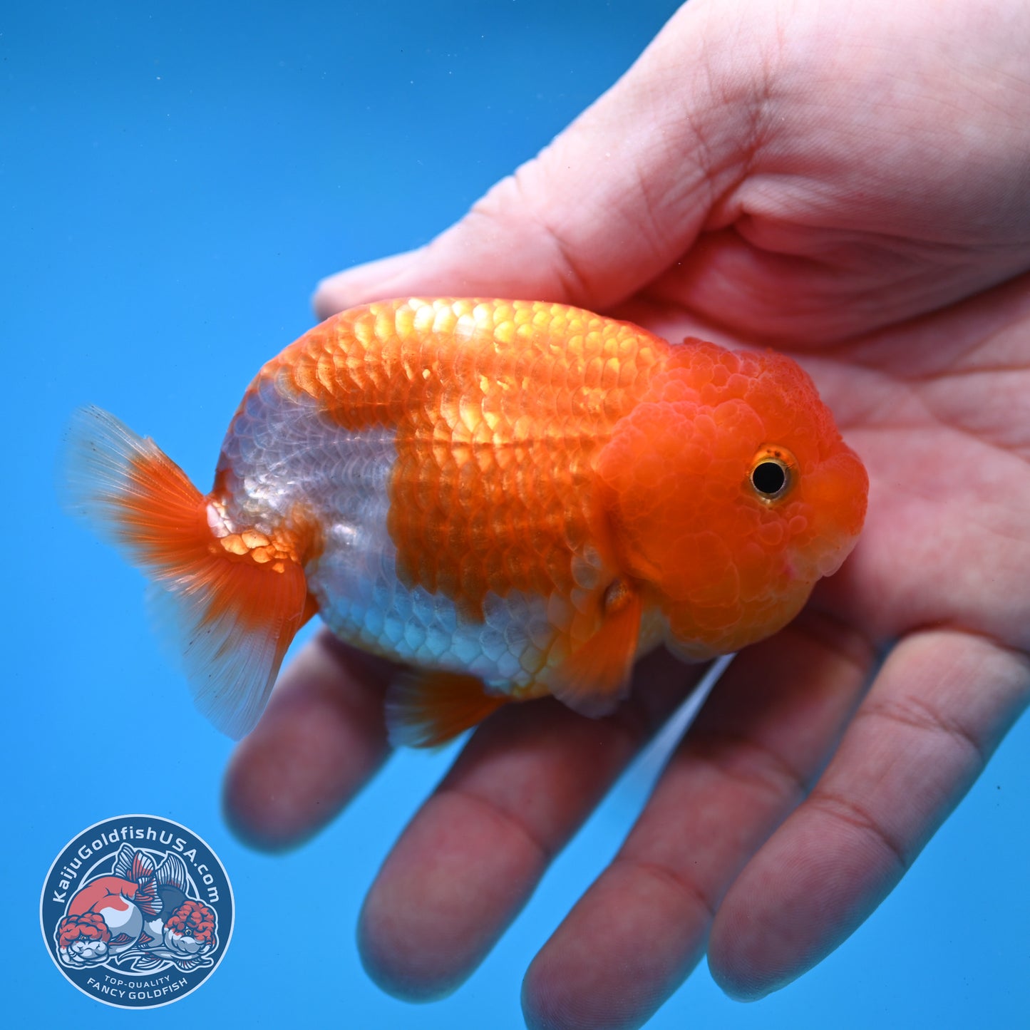 Juvenile Red White Ranchu 3 inch Body (260109_RC03)