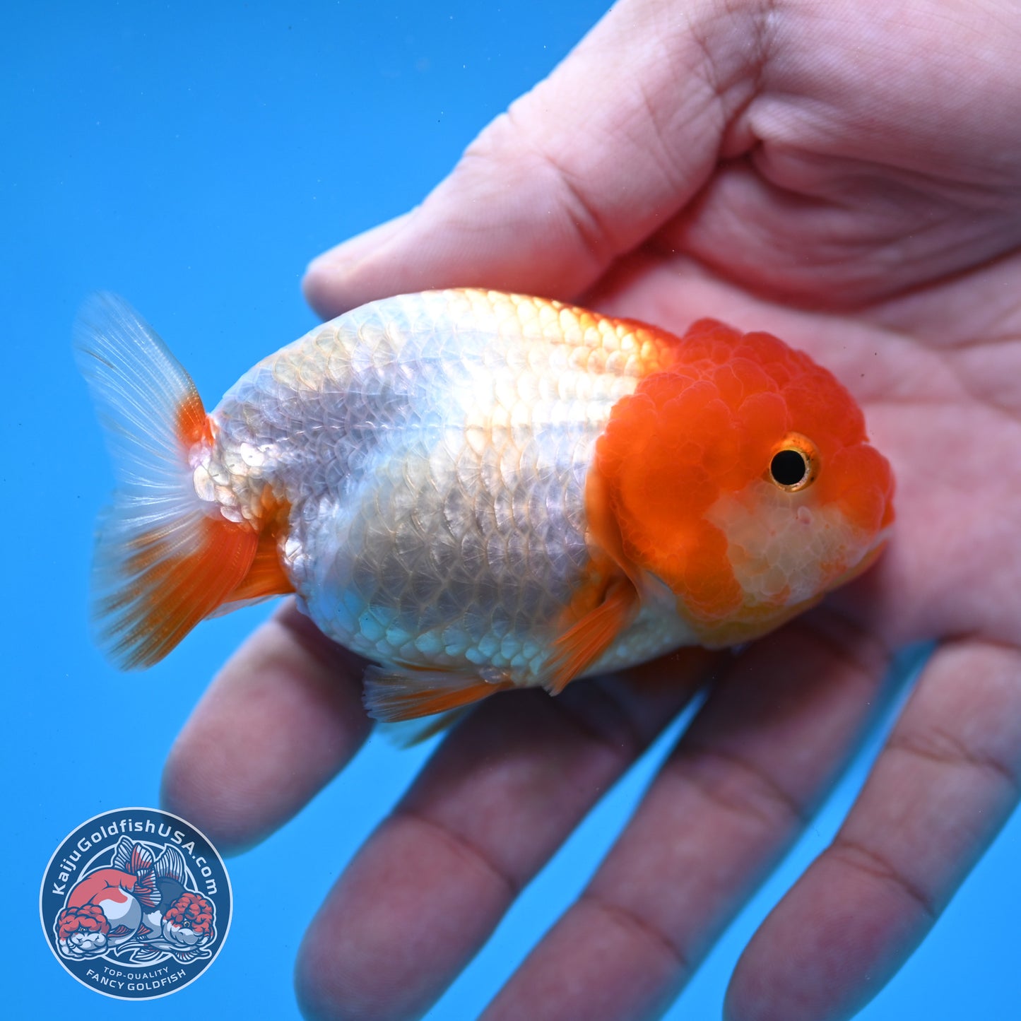 Juvenile Red White Ranchu 3 inch Body (260109_RC08)