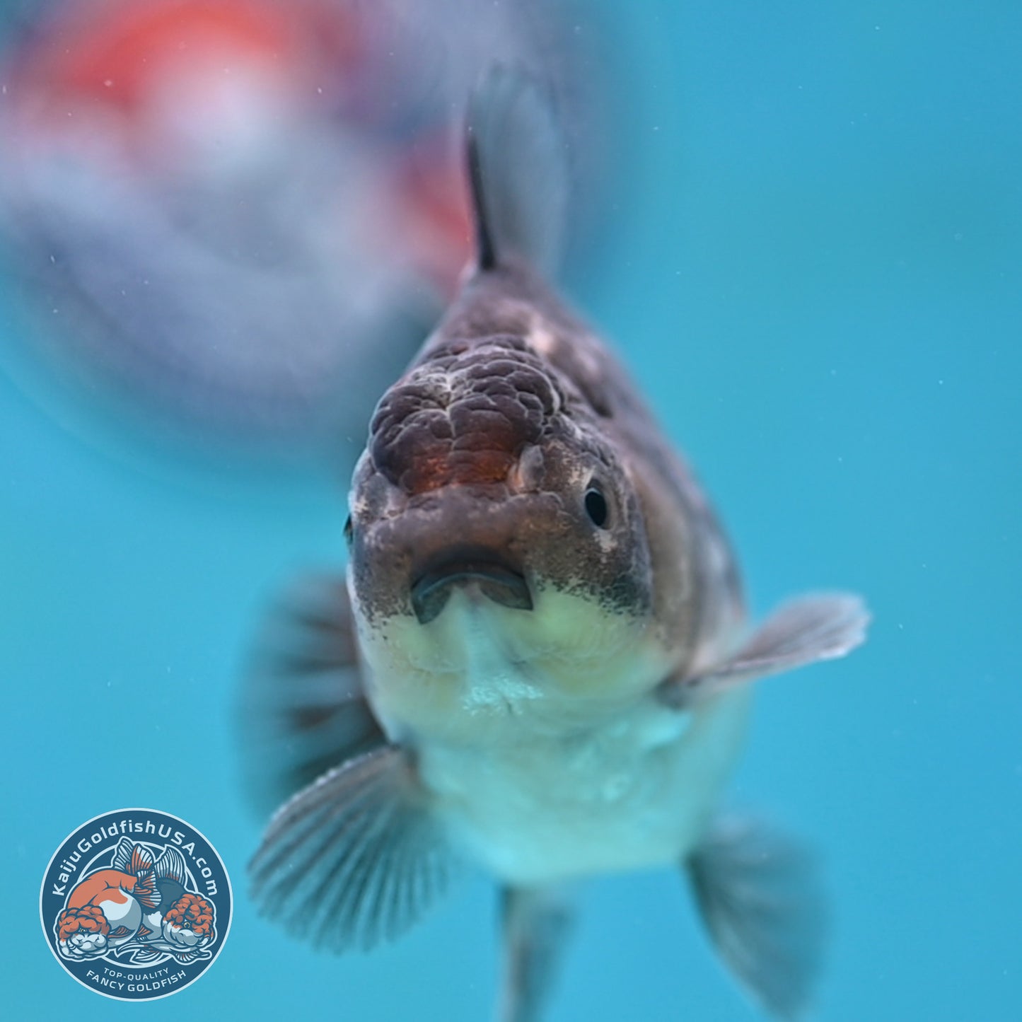 Juvenile Shogun Blue Based Oranda 3 inch Body (251017_OR10)