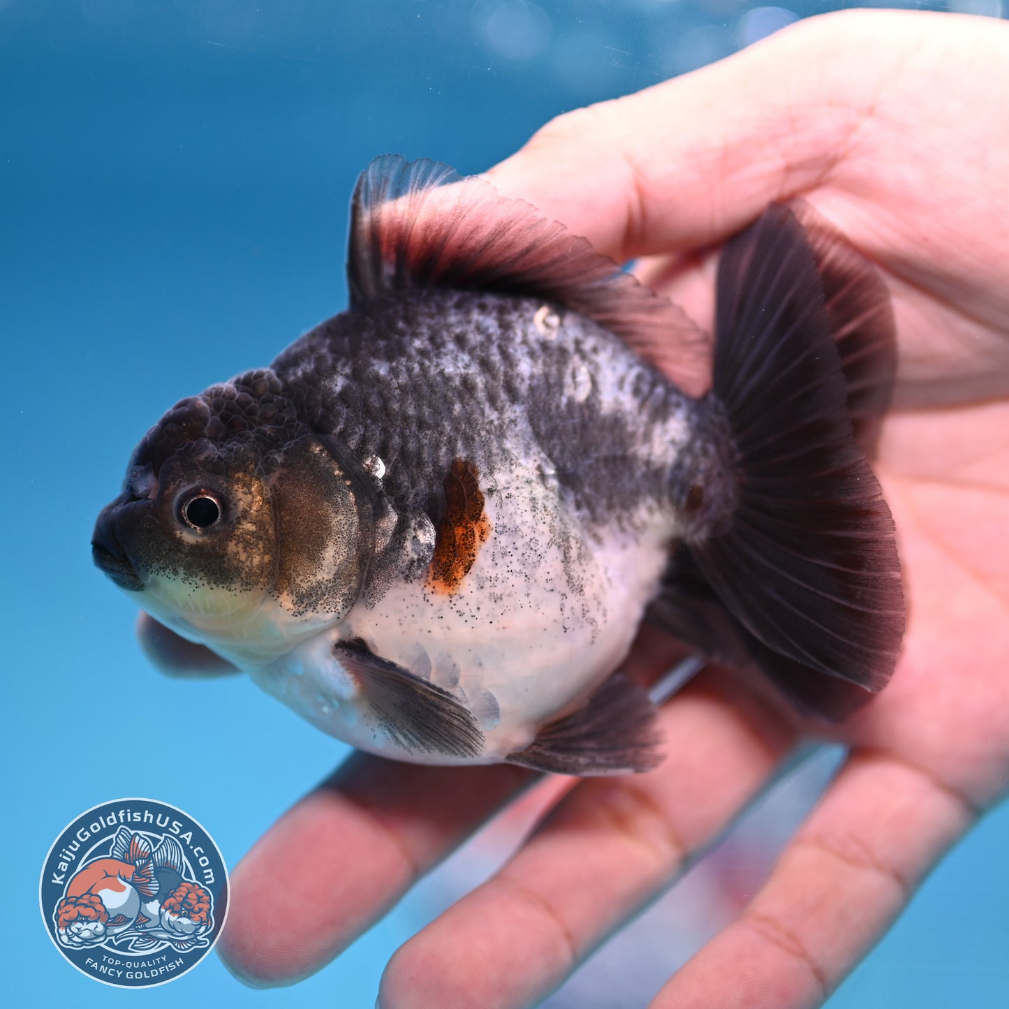 Juvenile Shogun Blue Based Oranda 3 inch Body (251017_OR10)