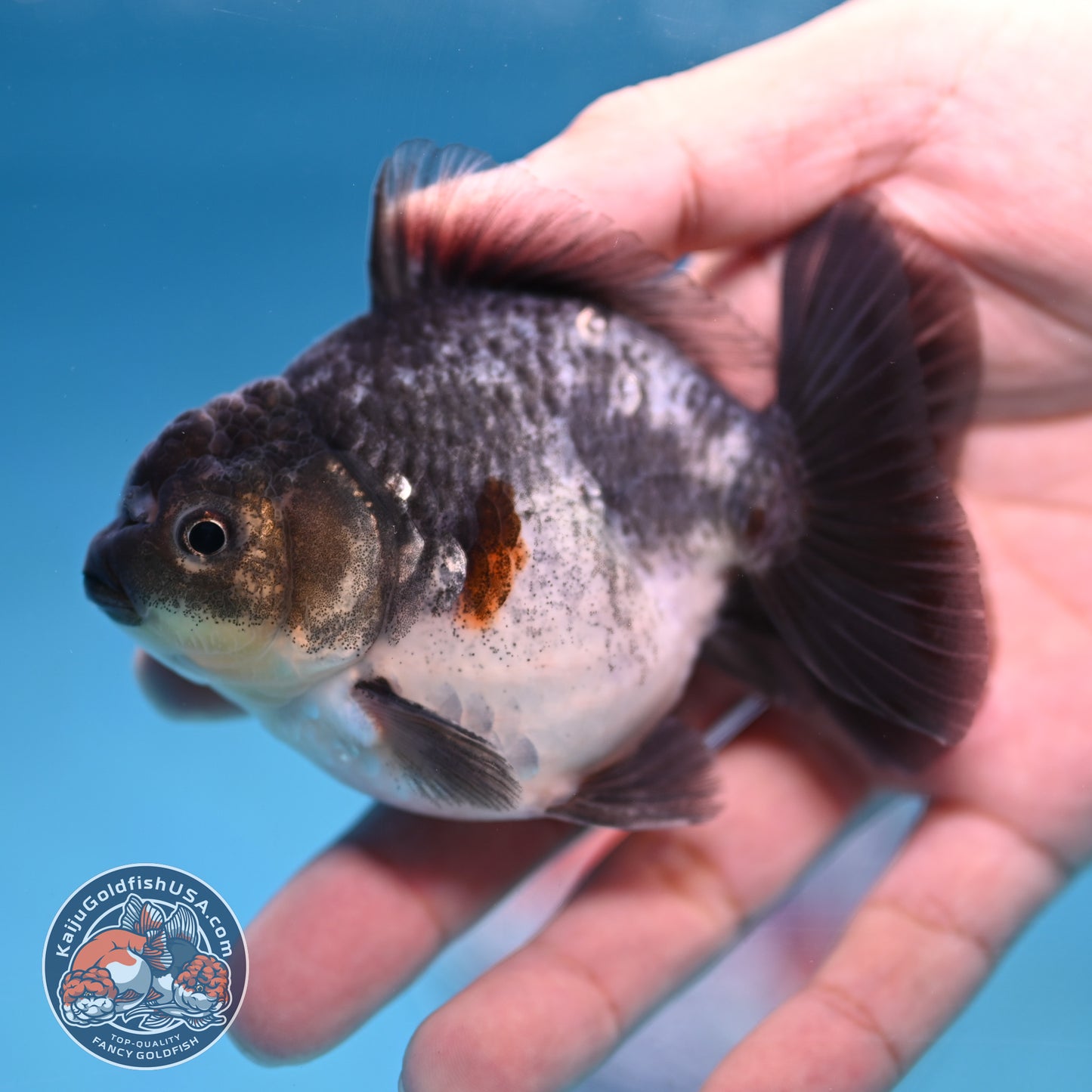 Juvenile Shogun Blue Based Oranda 3 inch Body (251017_OR10)