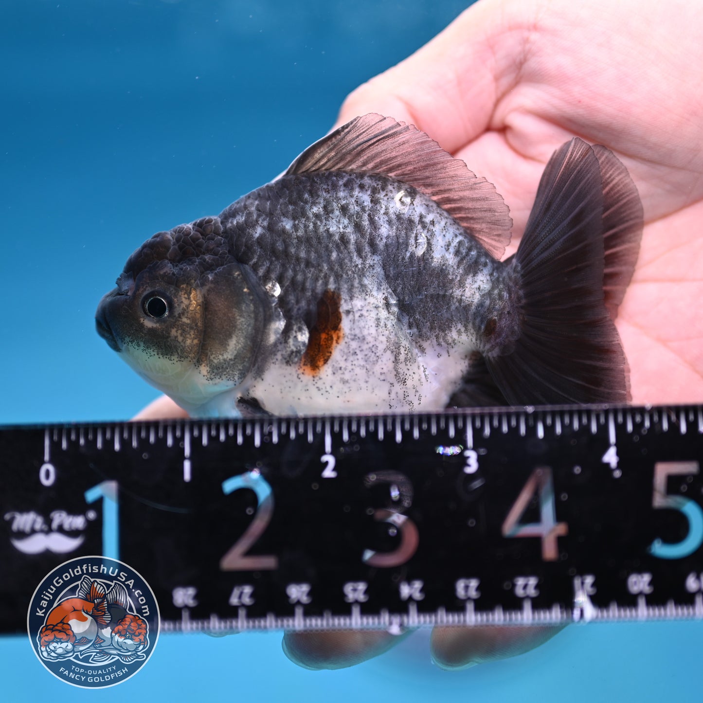 Juvenile Shogun Blue Based Oranda 3 inch Body (251017_OR10)
