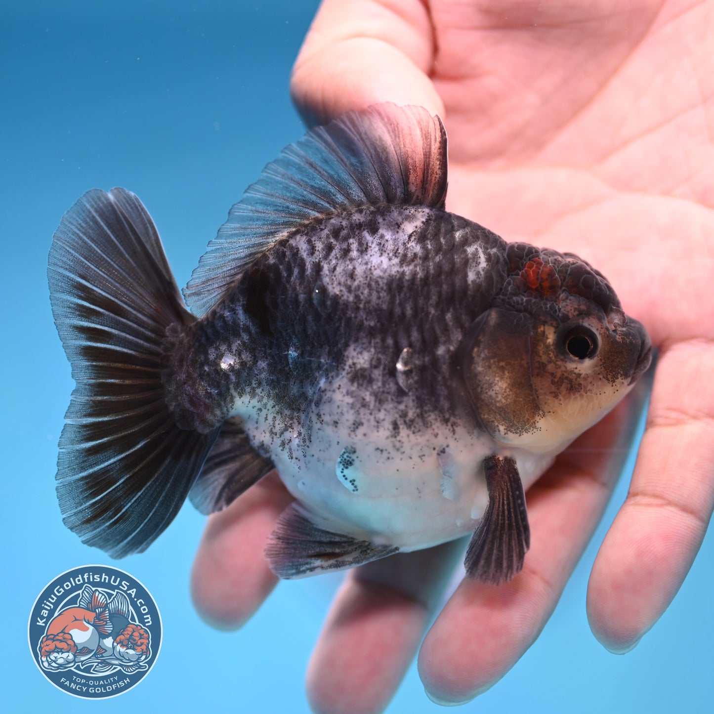 Juvenile Shogun Blue Based Oranda 3 inch Body (251017_OR10)