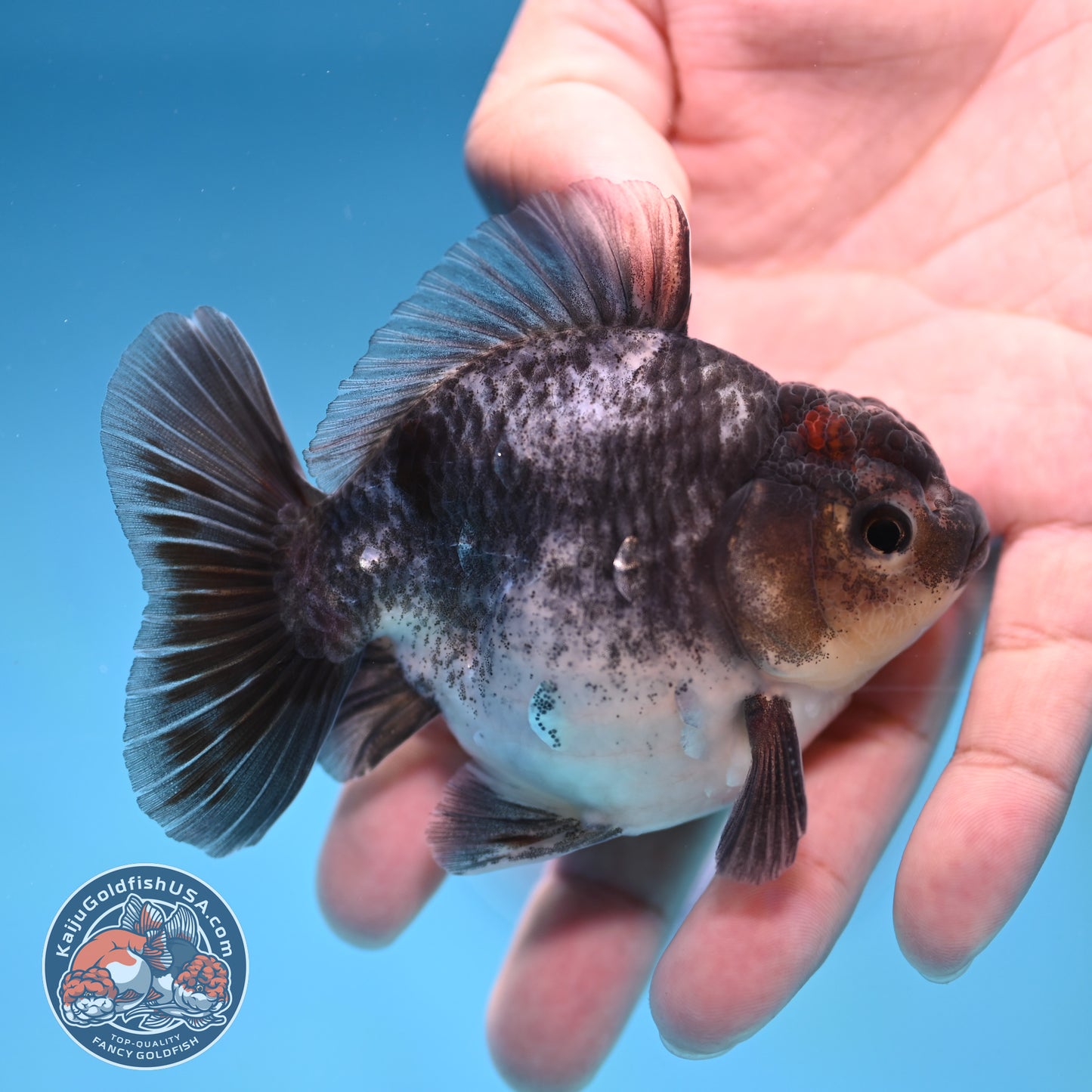 Juvenile Shogun Blue Based Oranda 3 inch Body (251017_OR10)