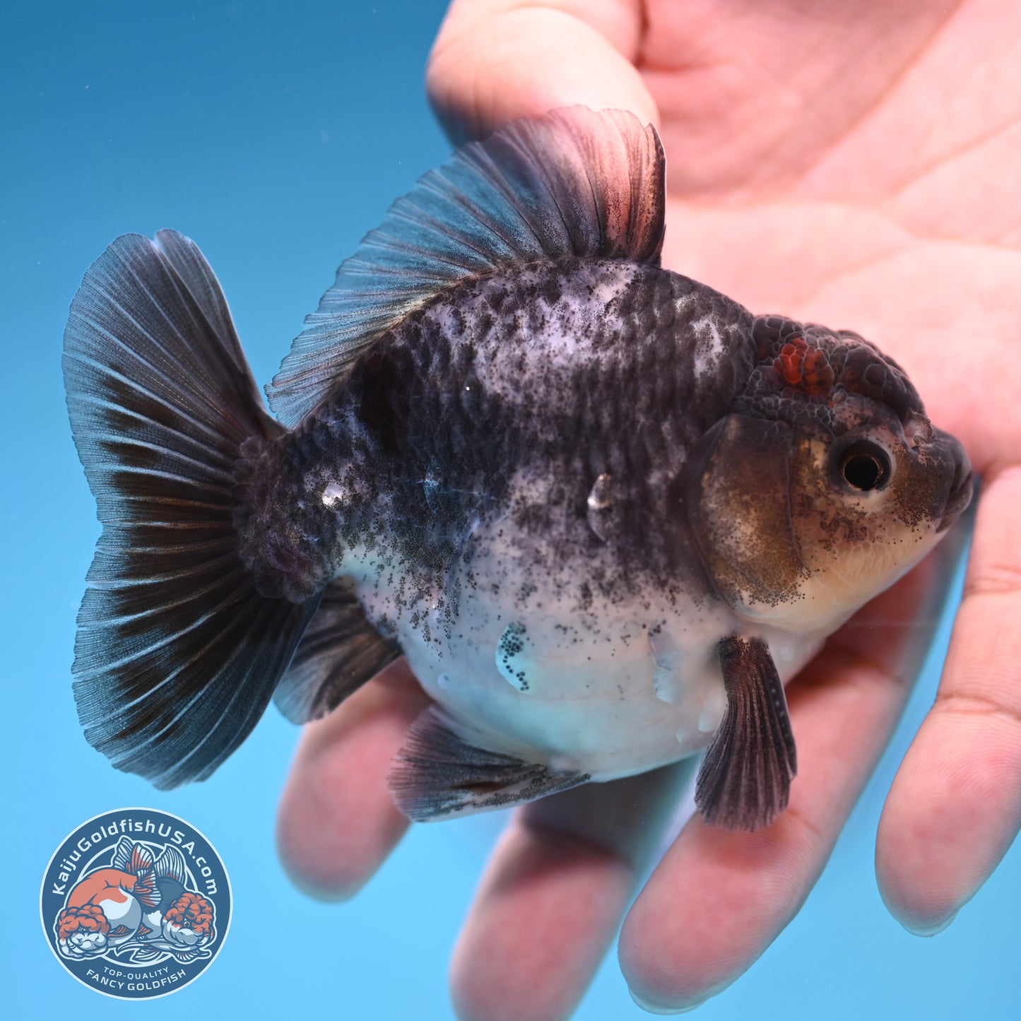 Juvenile Shogun Blue Based Oranda 3 inch Body (251017_OR10)