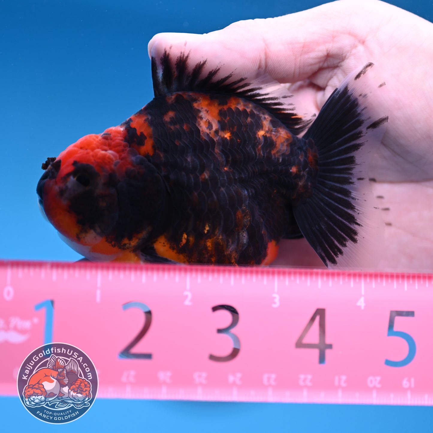 Juvenile Shogun Heavy Ink Tiger Oranda 3.25 inch Body (251017_OR14)