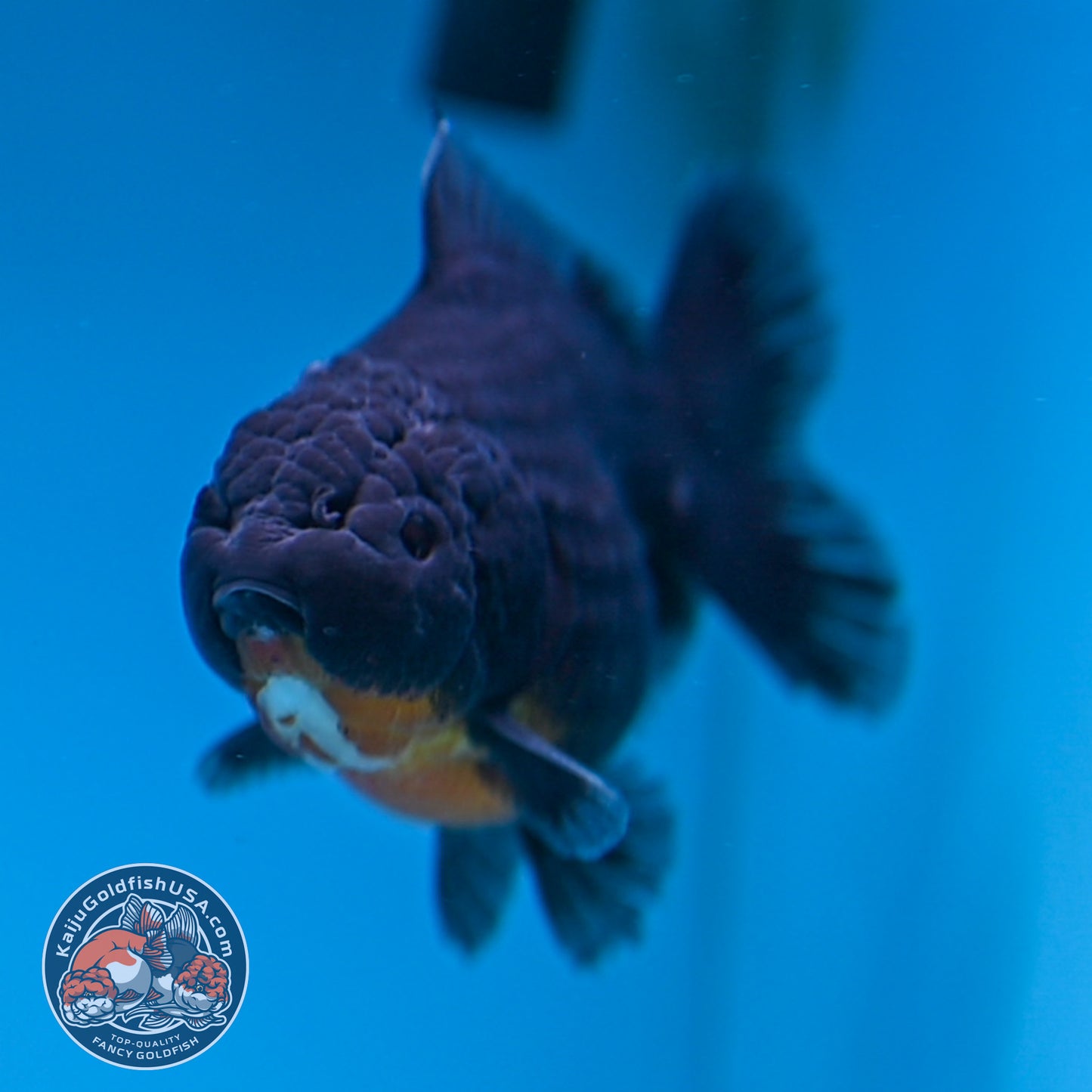 Juvenile Shogun Kirin Oranda 3.5 inch Body (251017_OR12)