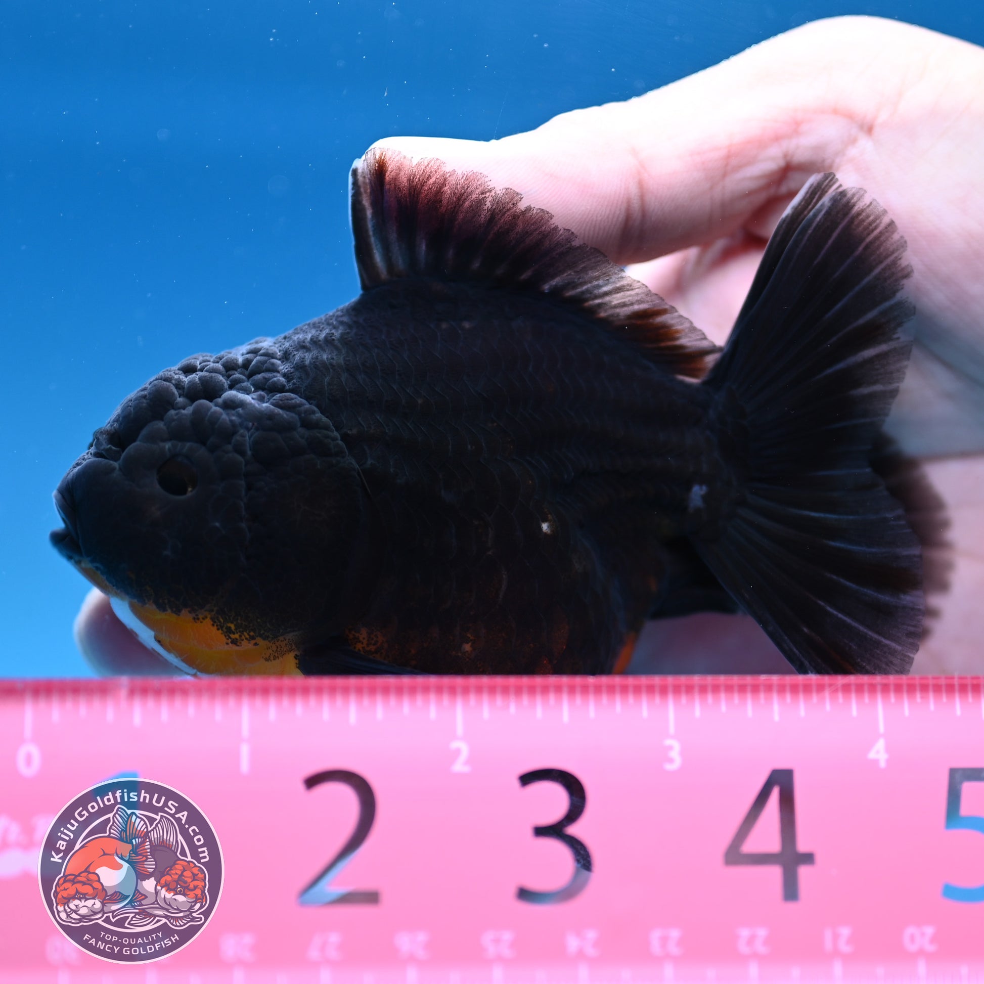 Juvenile Shogun Kirin Oranda 3.5 inch Body (251017_OR12)