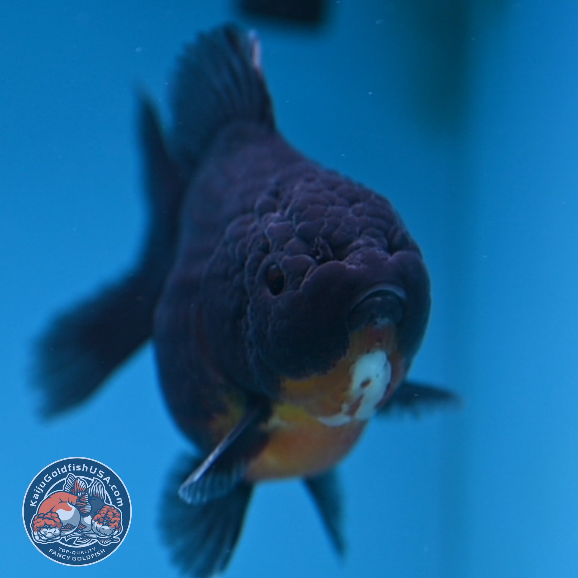 Juvenile Shogun Kirin Oranda 3.5 inch Body (251017_OR12)