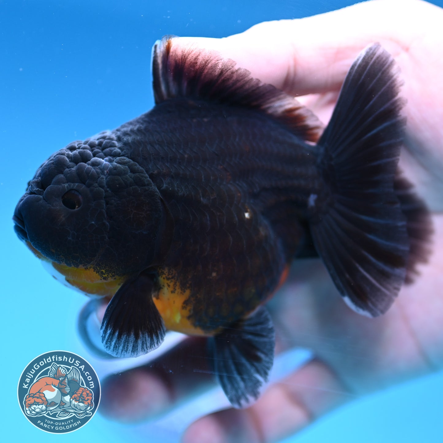 Juvenile Shogun Kirin Oranda 3.5 inch Body (251017_OR12)