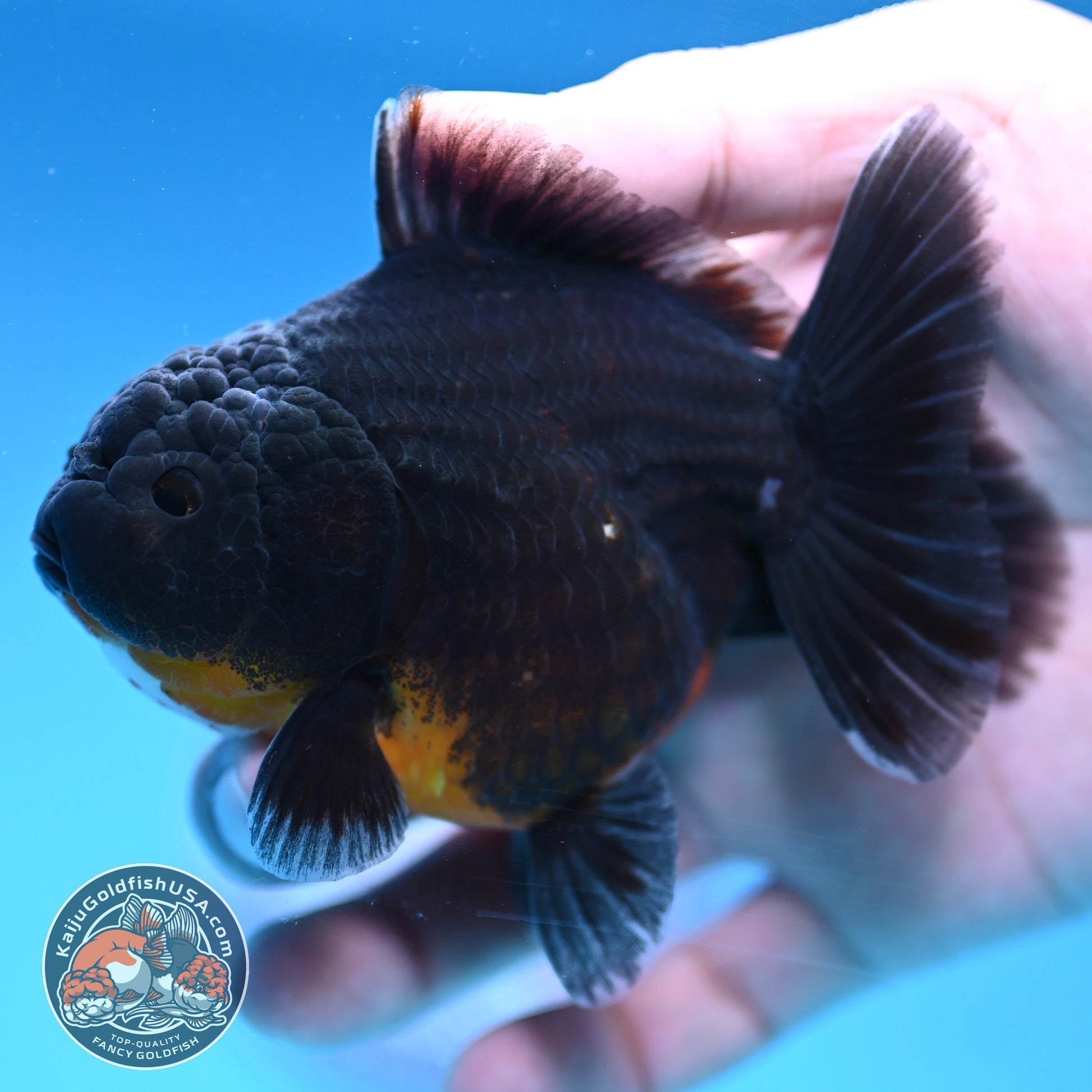 Juvenile Shogun Kirin Oranda 3.5 inch Body (251017_OR12)