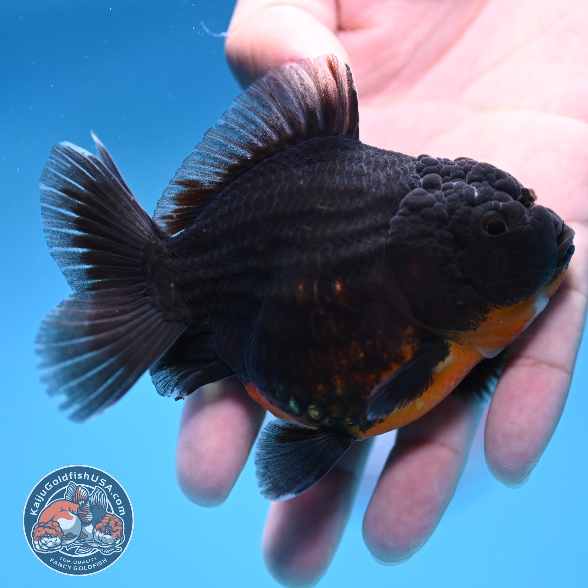 Juvenile Shogun Kirin Oranda 3.5 inch Body (251017_OR12)