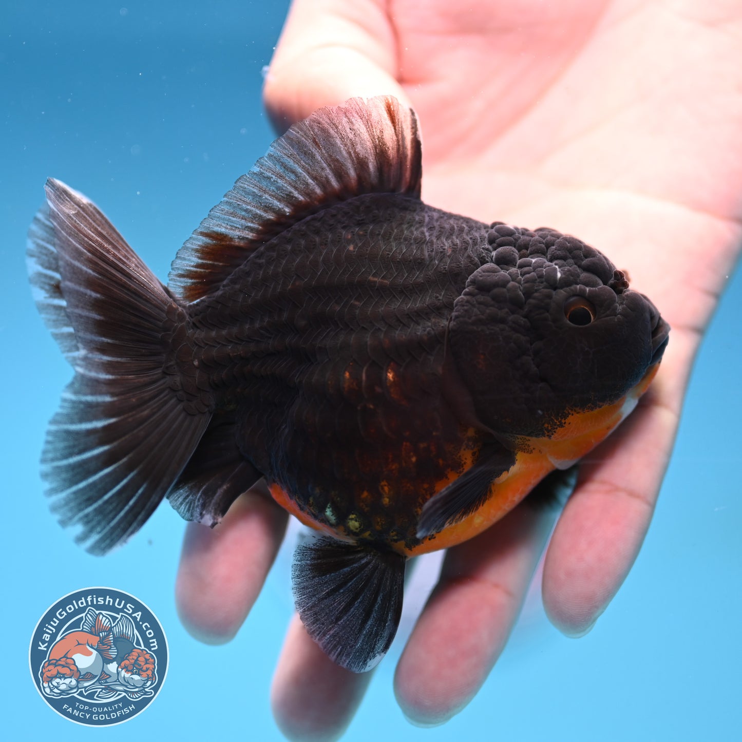 Juvenile Shogun Kirin Oranda 3.5 inch Body (251017_OR12)